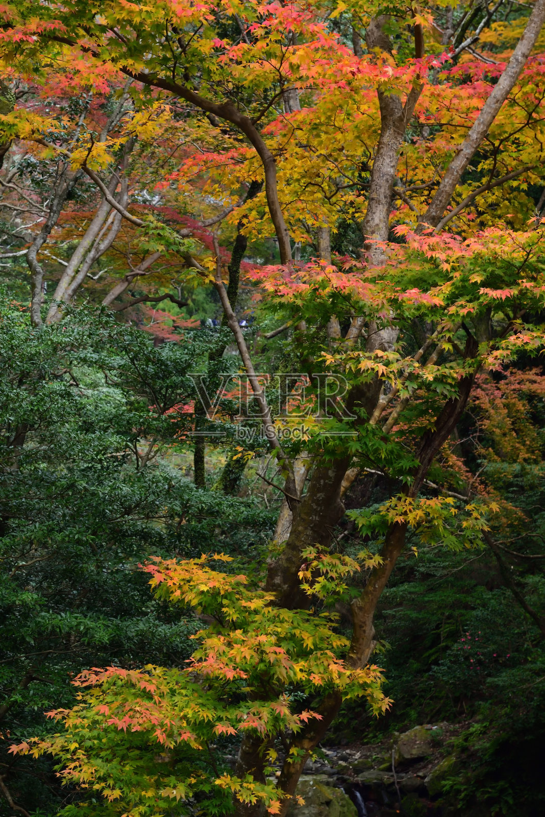 米努公园秋季的壮观森林照片摄影图片