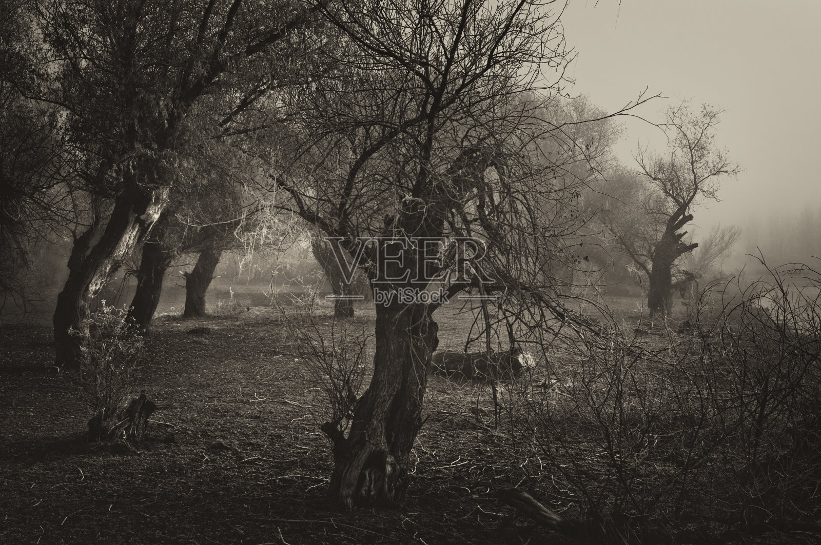 黑暗阴森的冬季景观照片摄影图片