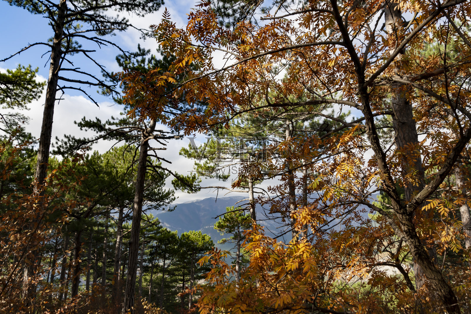 Automn背景。森林里神奇的秋天景色。彩色的叶子照片摄影图片