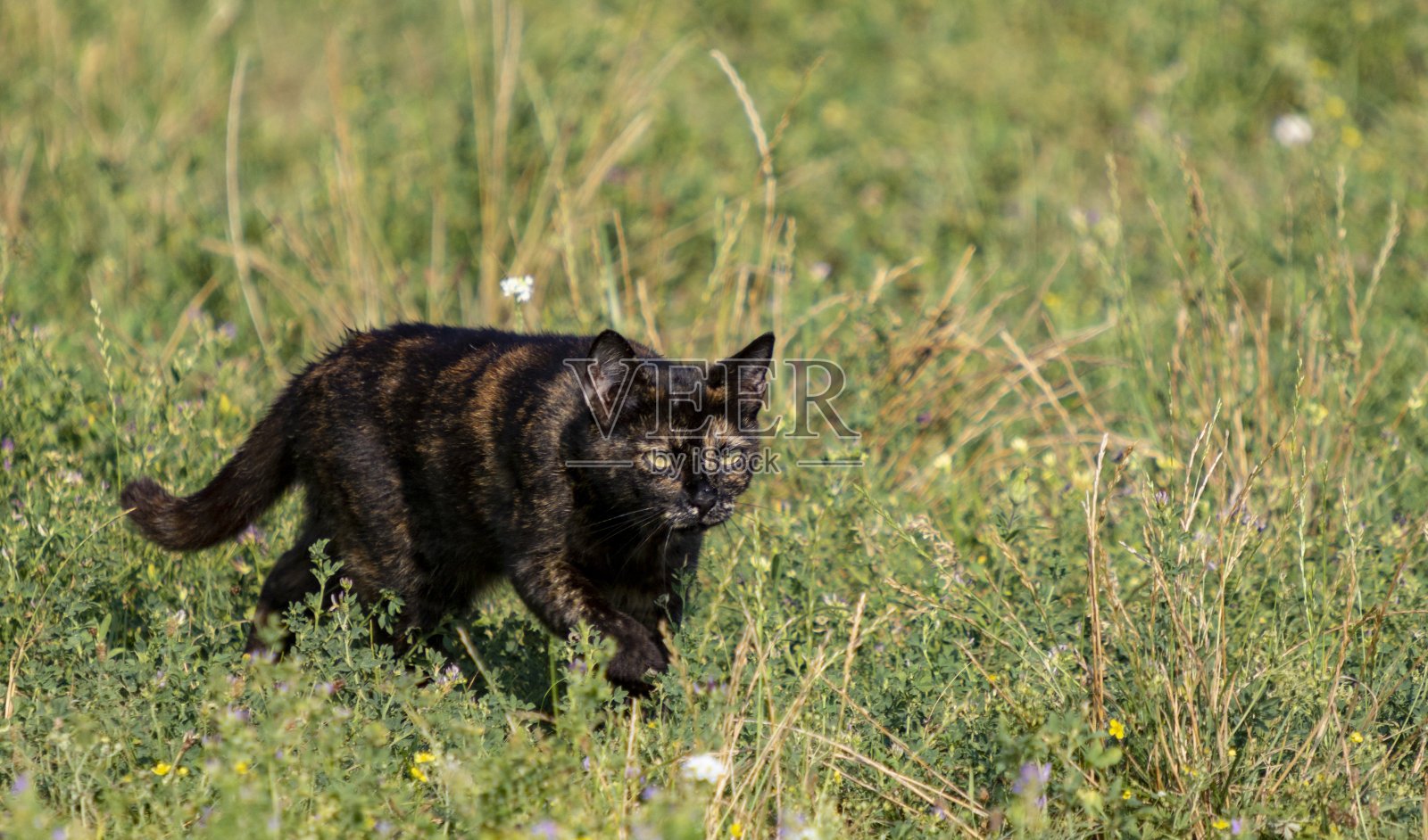 狩猎的猫照片摄影图片