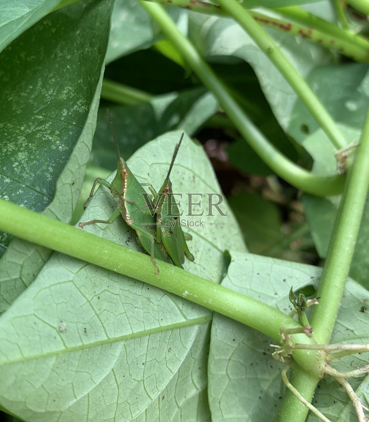在菜园里交配的尖鼻蚱蜢照片摄影图片