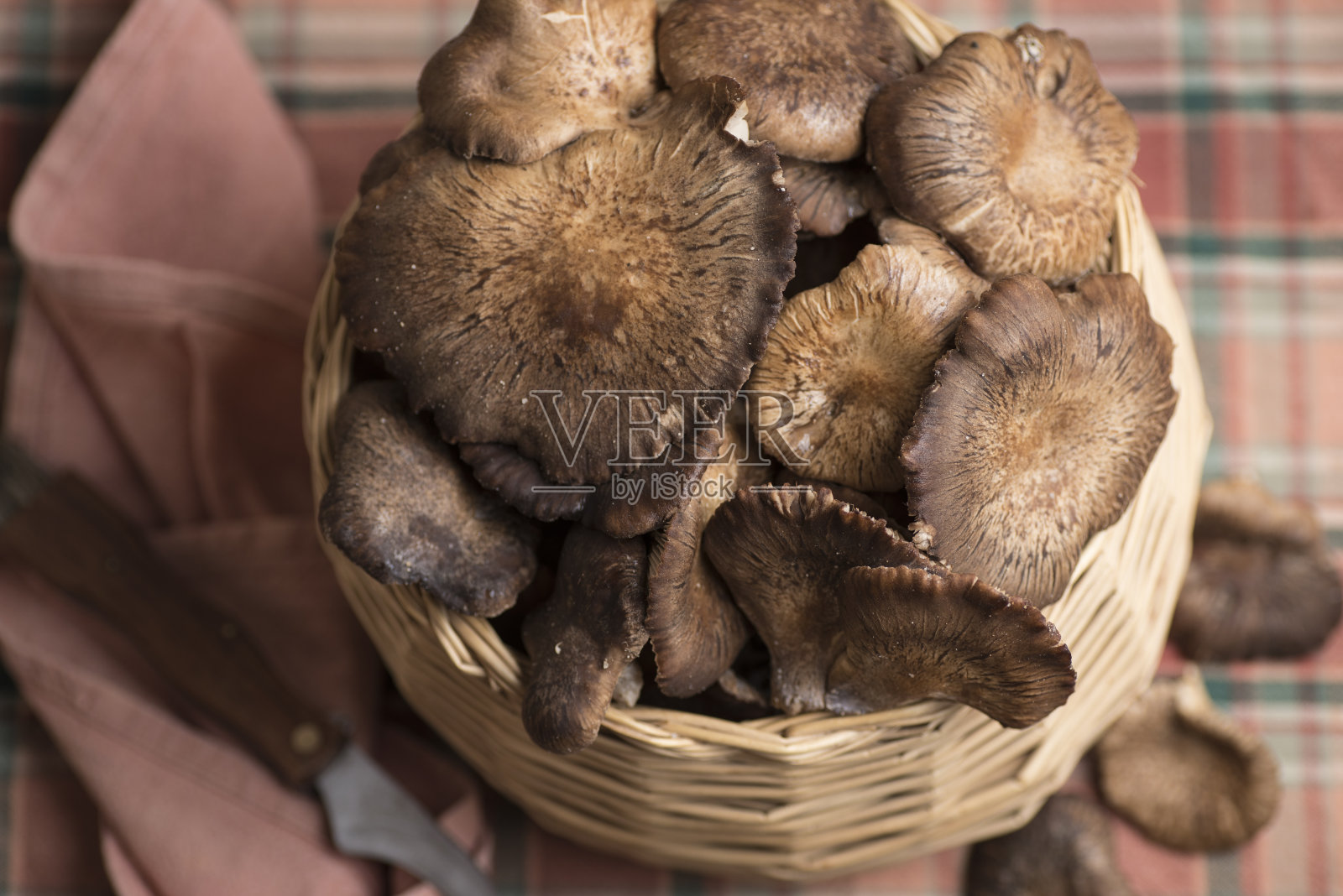 新鲜的野蘑菇照片摄影图片