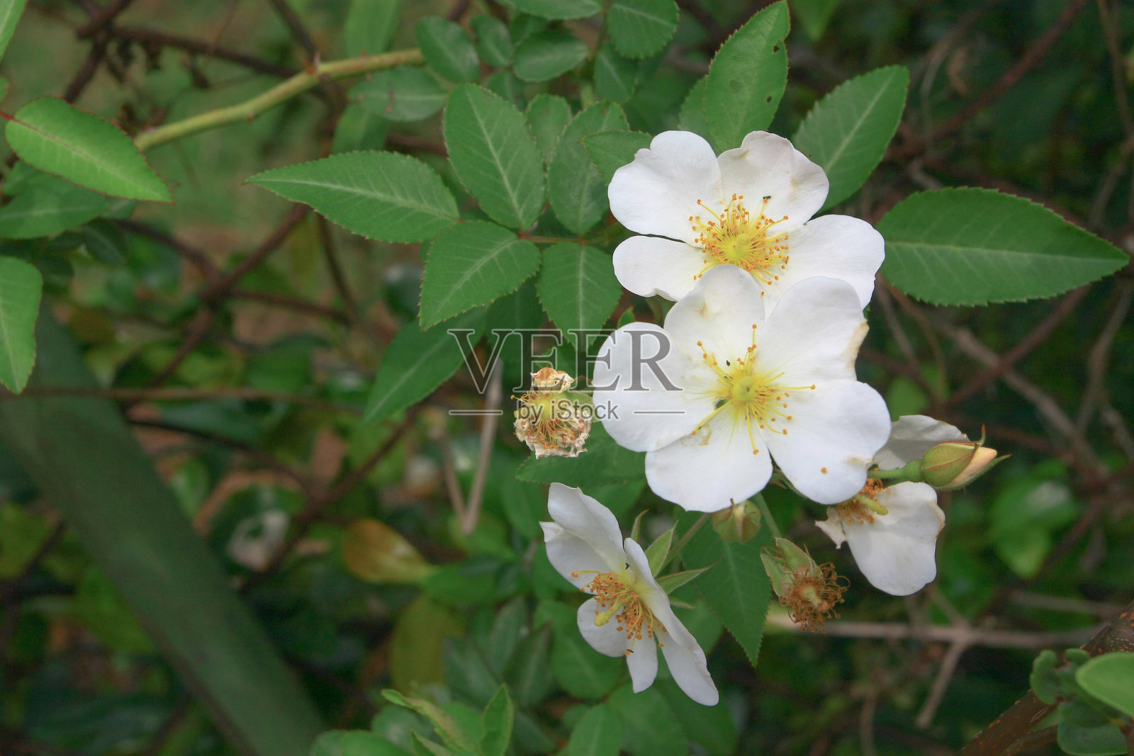 树花,季节花自然背景照片摄影图片
