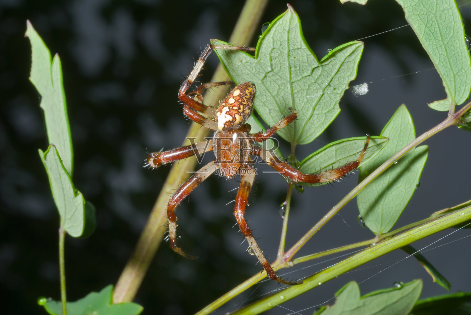 11叶蜘蛛照片摄影图片