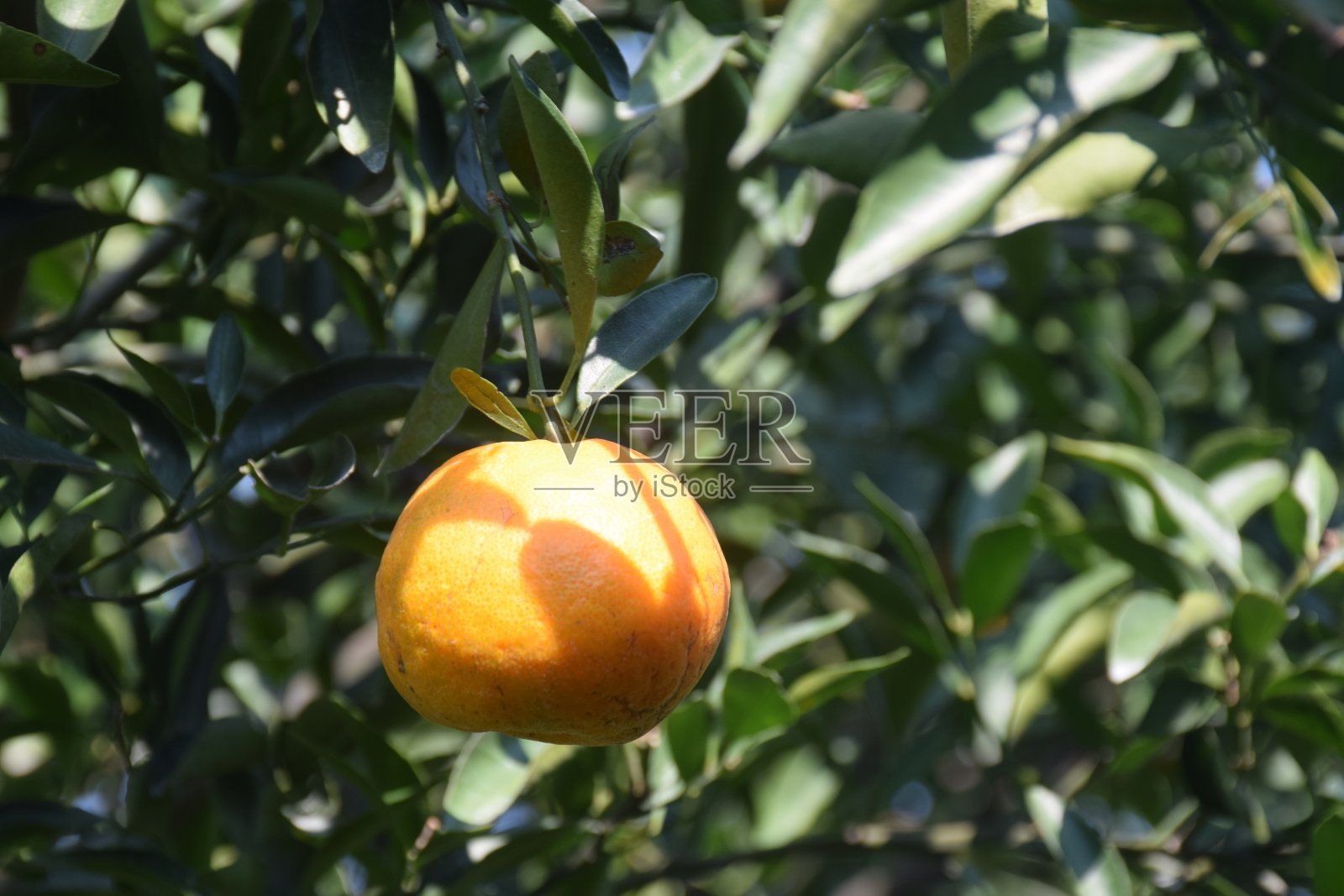 树上待收的柑橘水果照片摄影图片