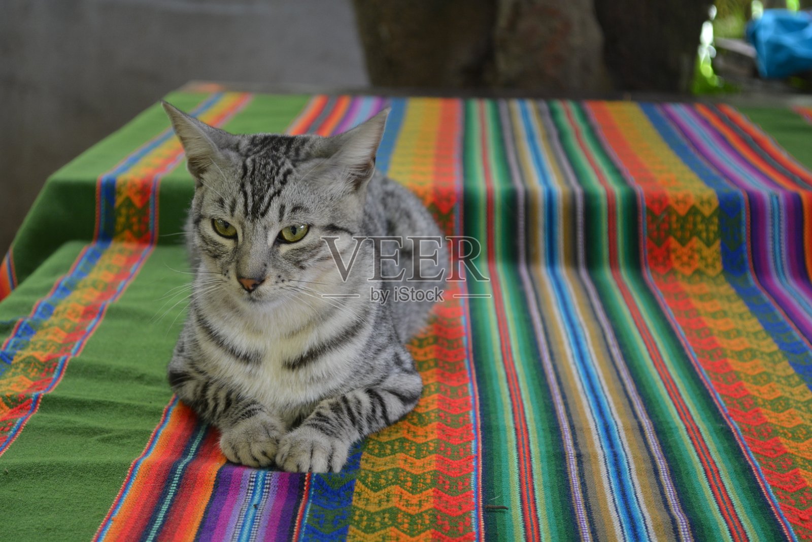 马丘比丘的猫照片摄影图片