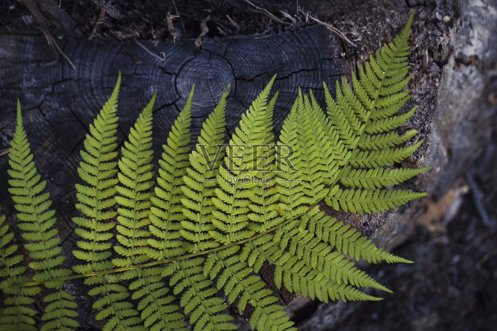 美丽蕨叶的特写。野生自然微距照片照片摄影图片
