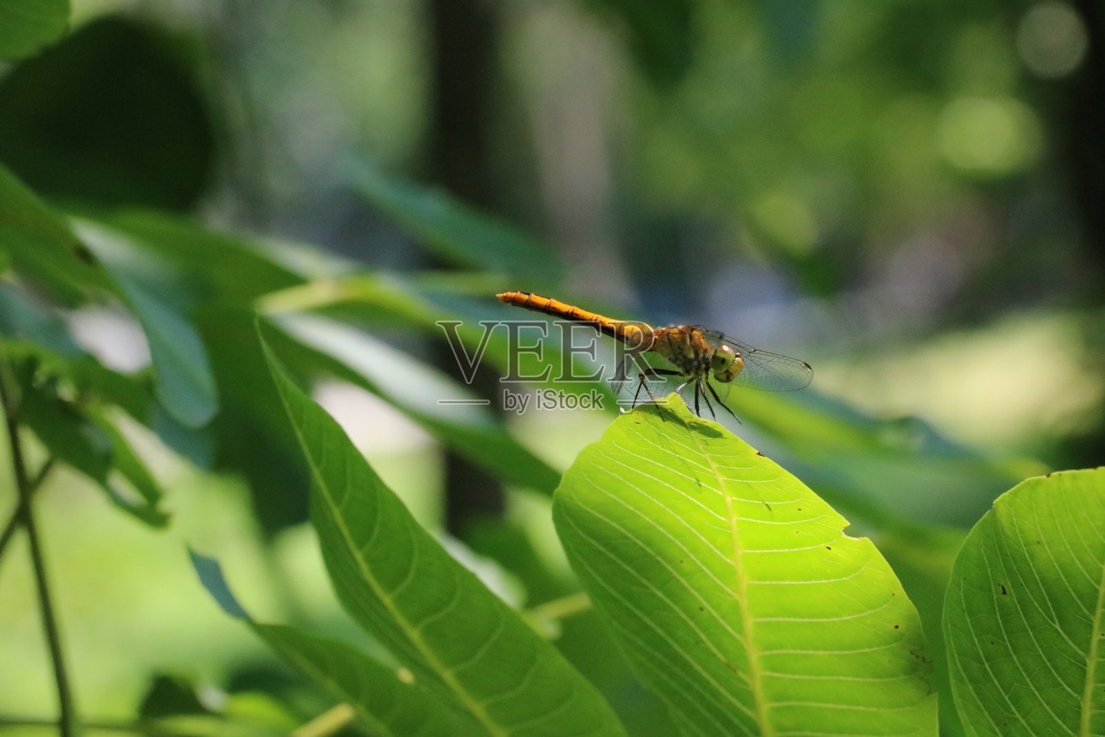 动物照片摄影图片
