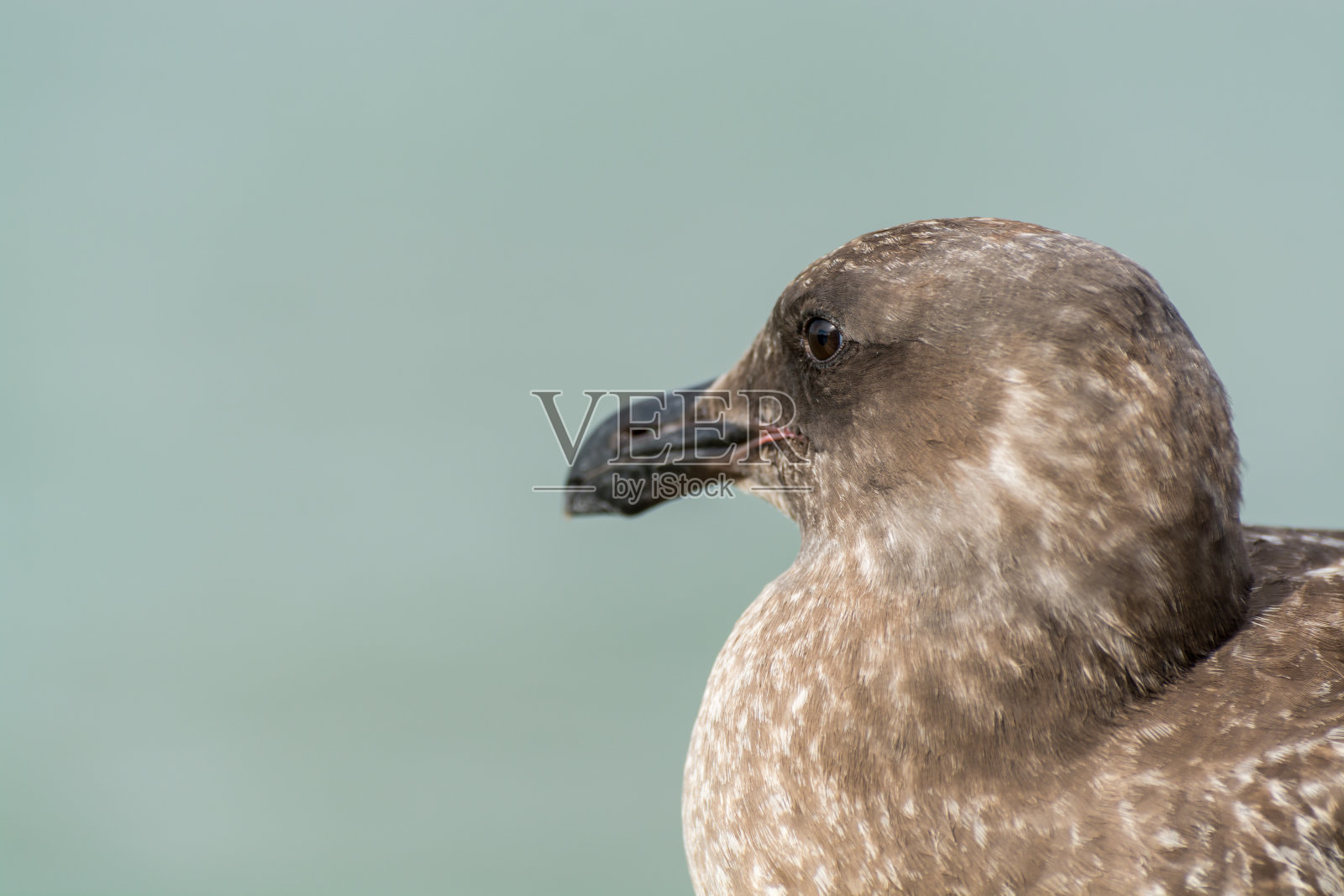 海鸥的特写,坐在海湾码头和看在旧金山,美国的大海照片摄影图片