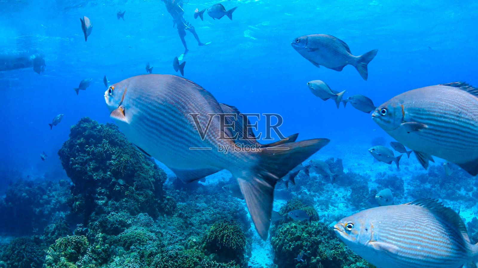 在科苏梅尔的珊瑚礁度假照片摄影图片