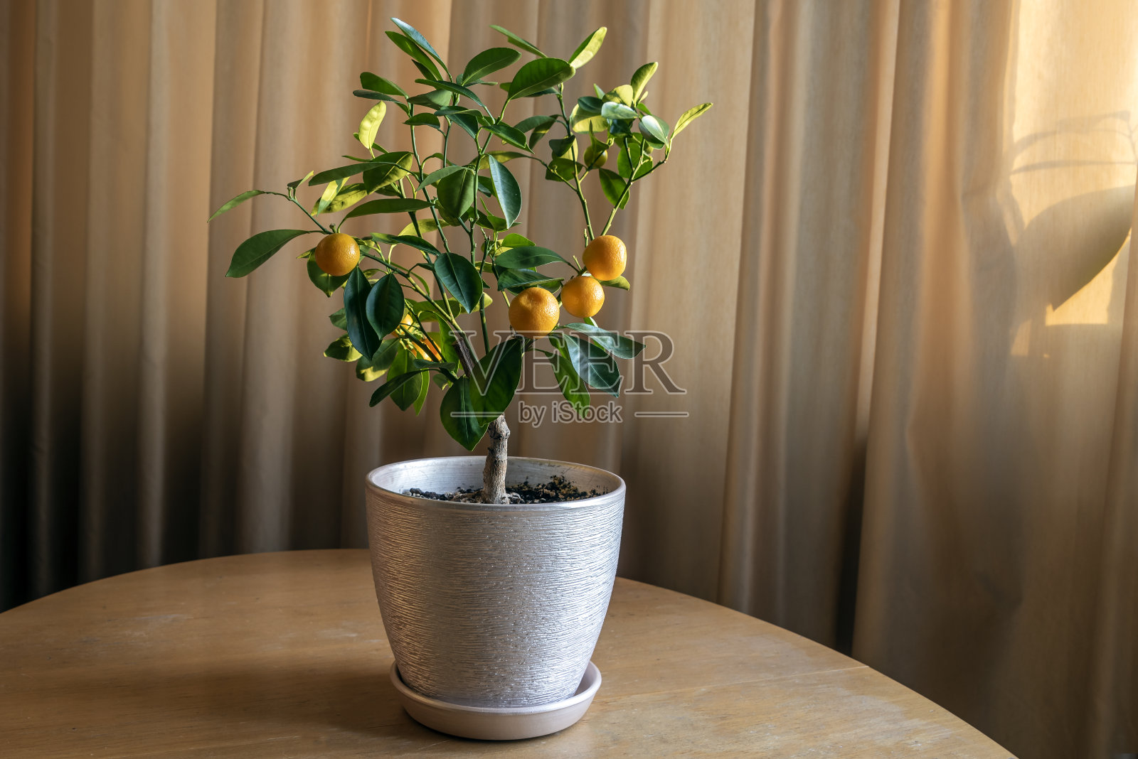 室内植物:一种橘子树,在白色的背景下,有小的成熟的橙色果实。盆景照片摄影图片