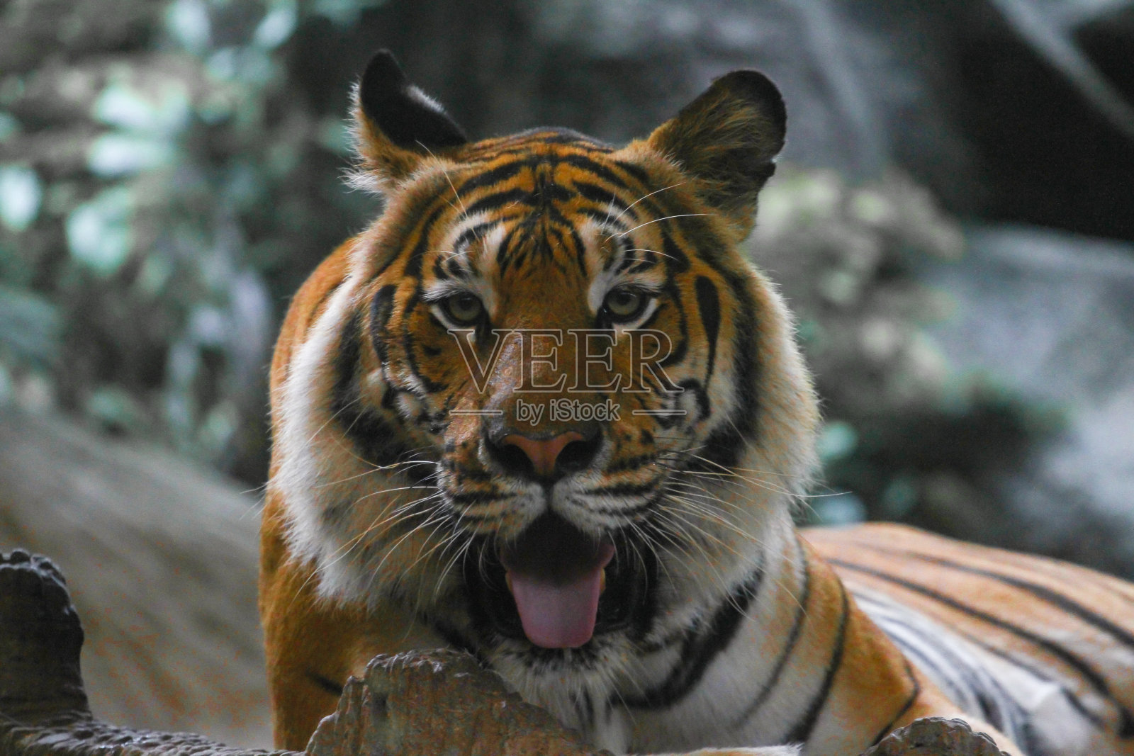 老虎秀舌头坐在岩石上照片摄影图片