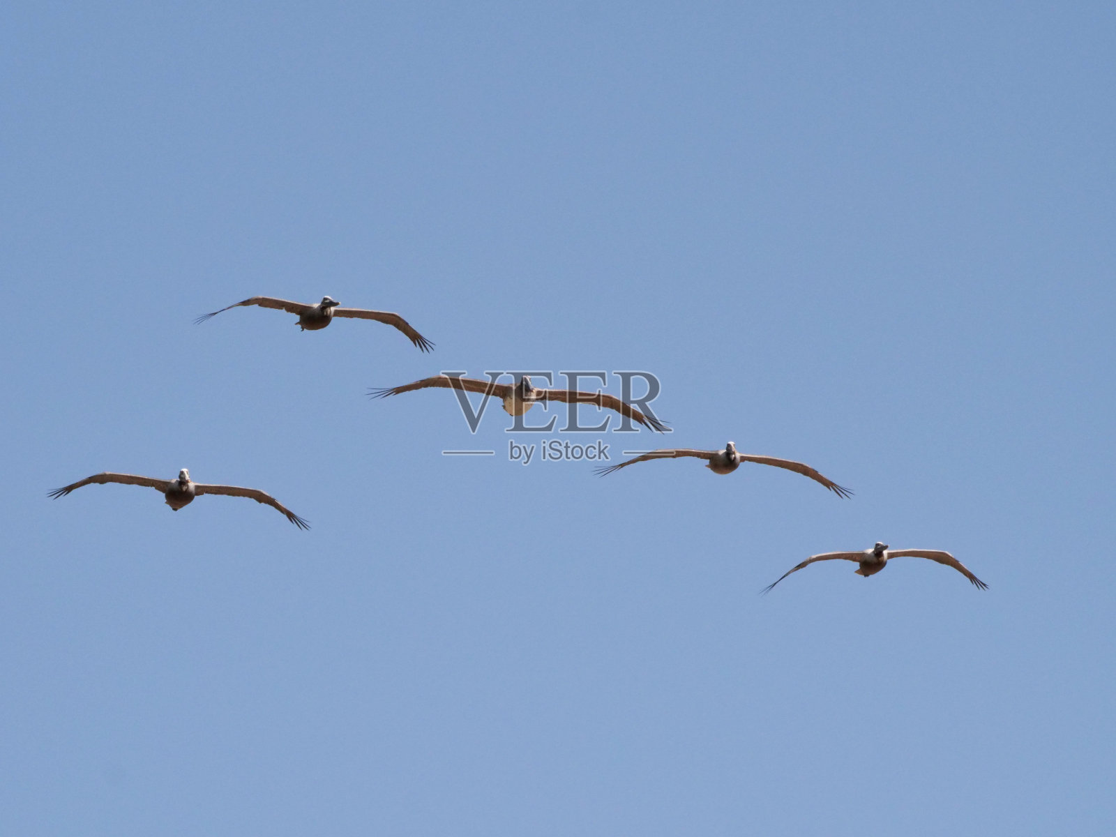 加州褐鹈鹕照片摄影图片