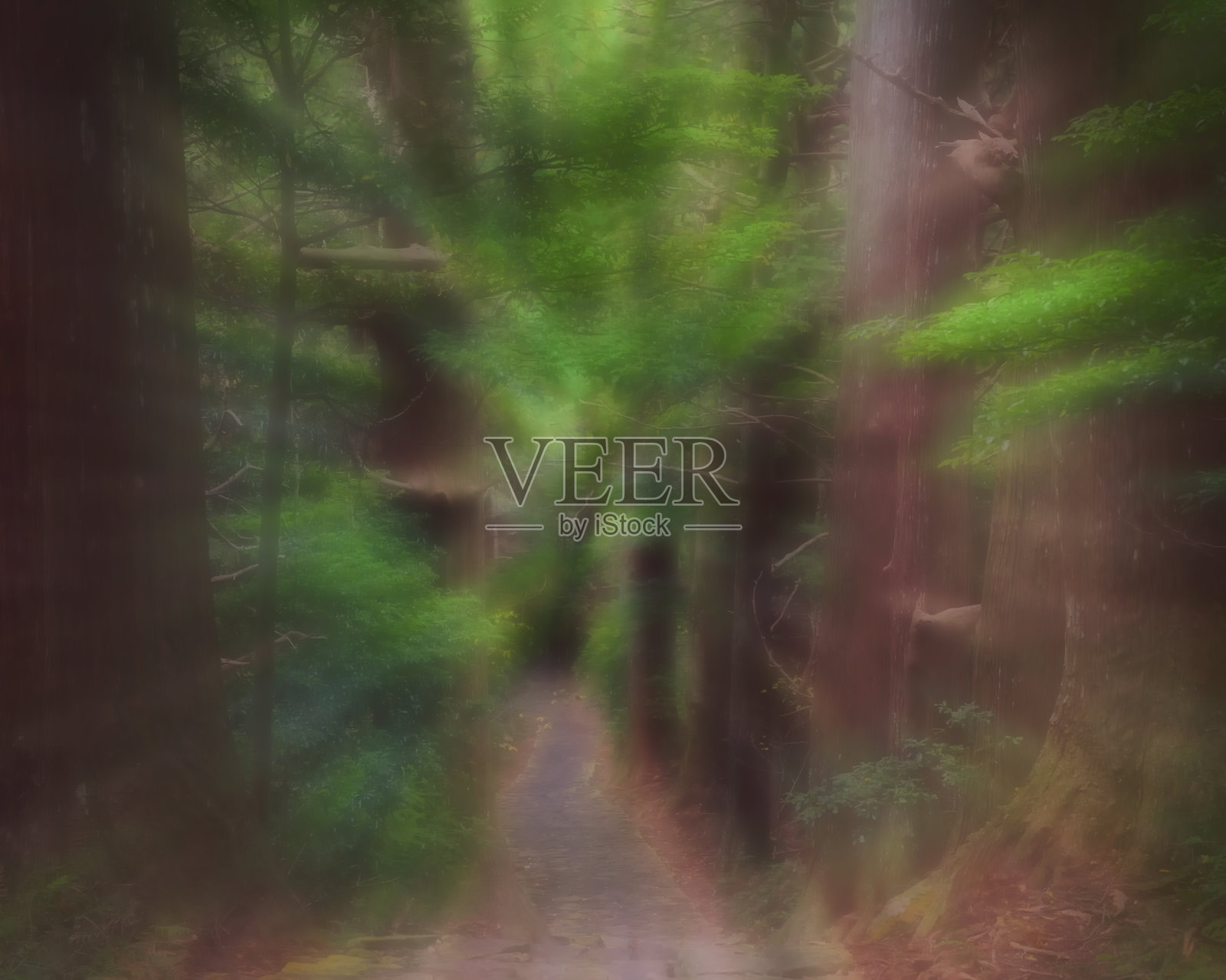 日本和歌山Kumano Kodo Daimonzaka斜坡抽象模糊森林照片摄影图片