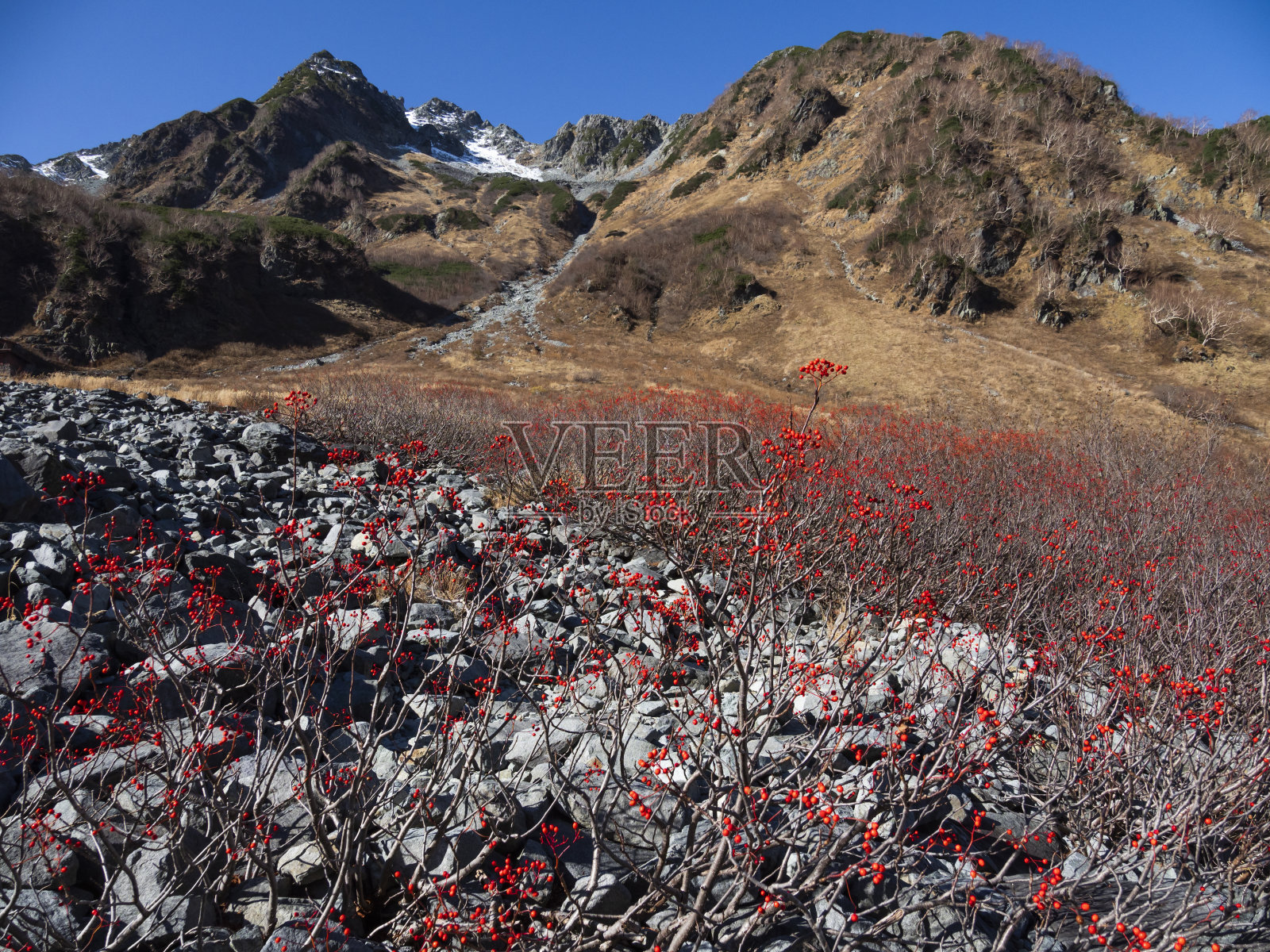 日本罗文照片摄影图片