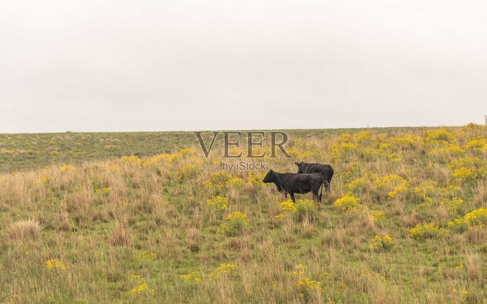 巴西肉制品出口的养牛场-3照片摄影图片