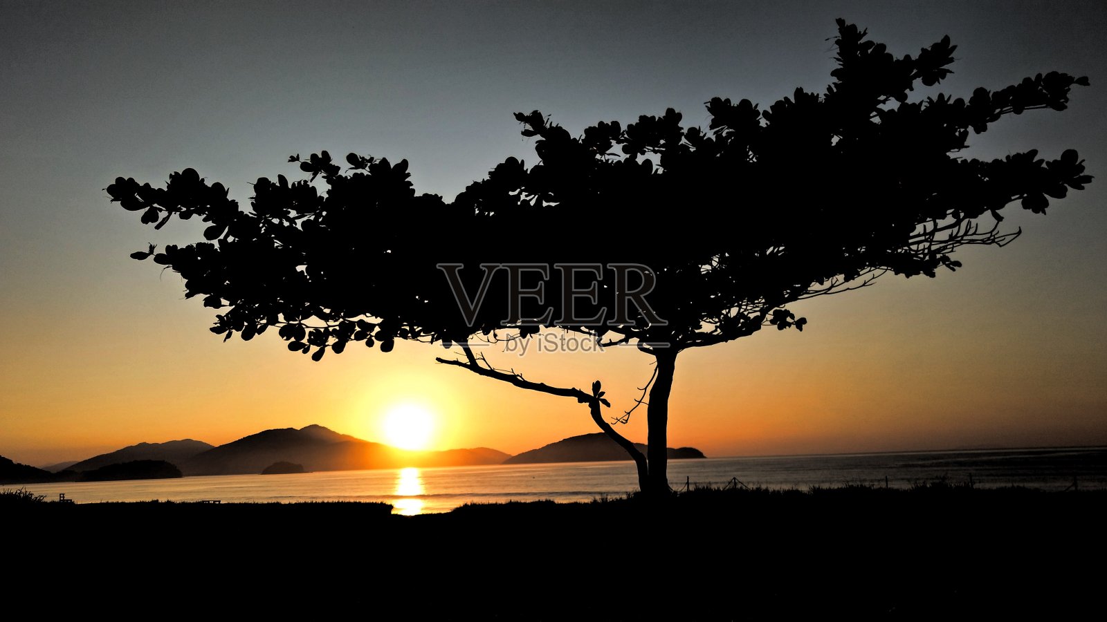 树在黎明照片摄影图片