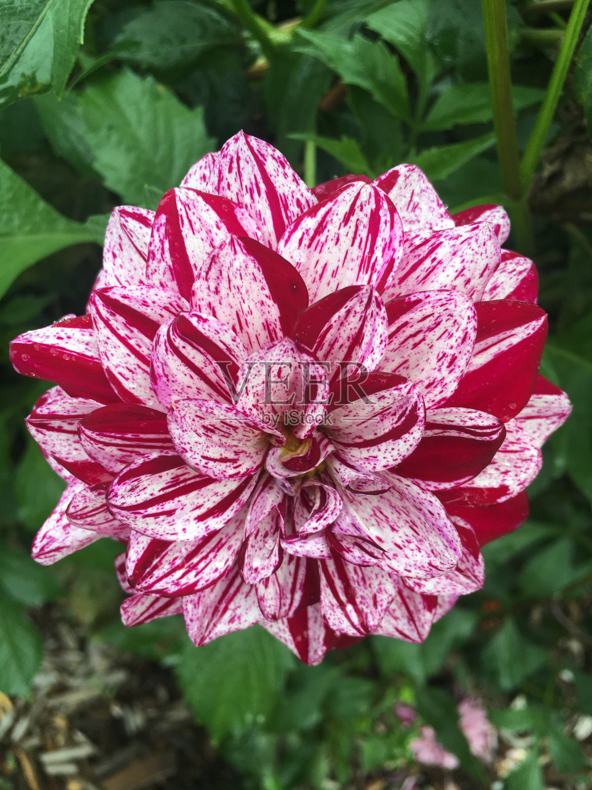 花(红色和白色)照片摄影图片