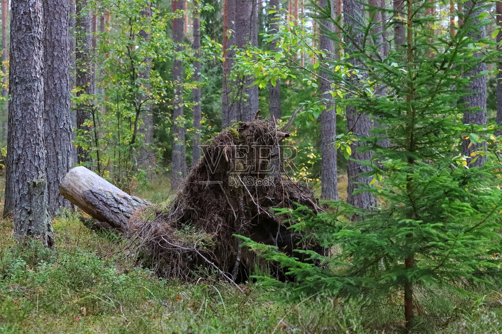 森林里倒下的一棵树的树根照片摄影图片