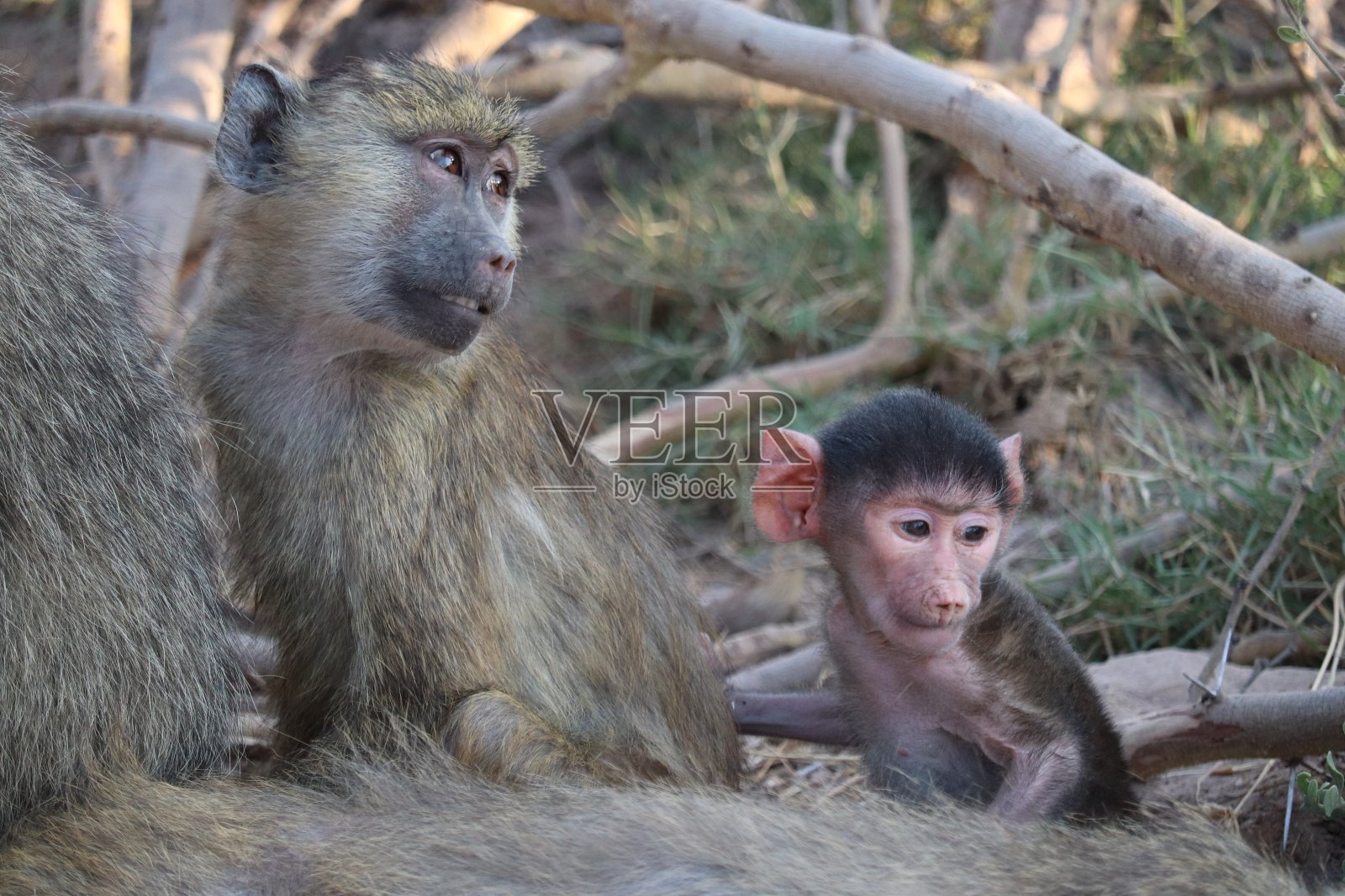 狒狒照片摄影图片