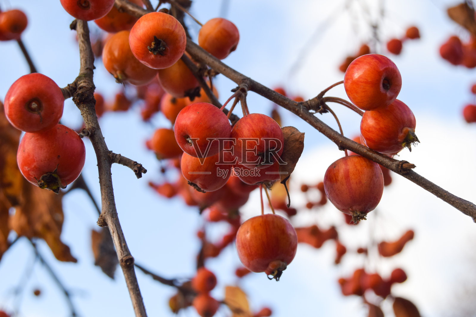 在公园里散步照片摄影图片