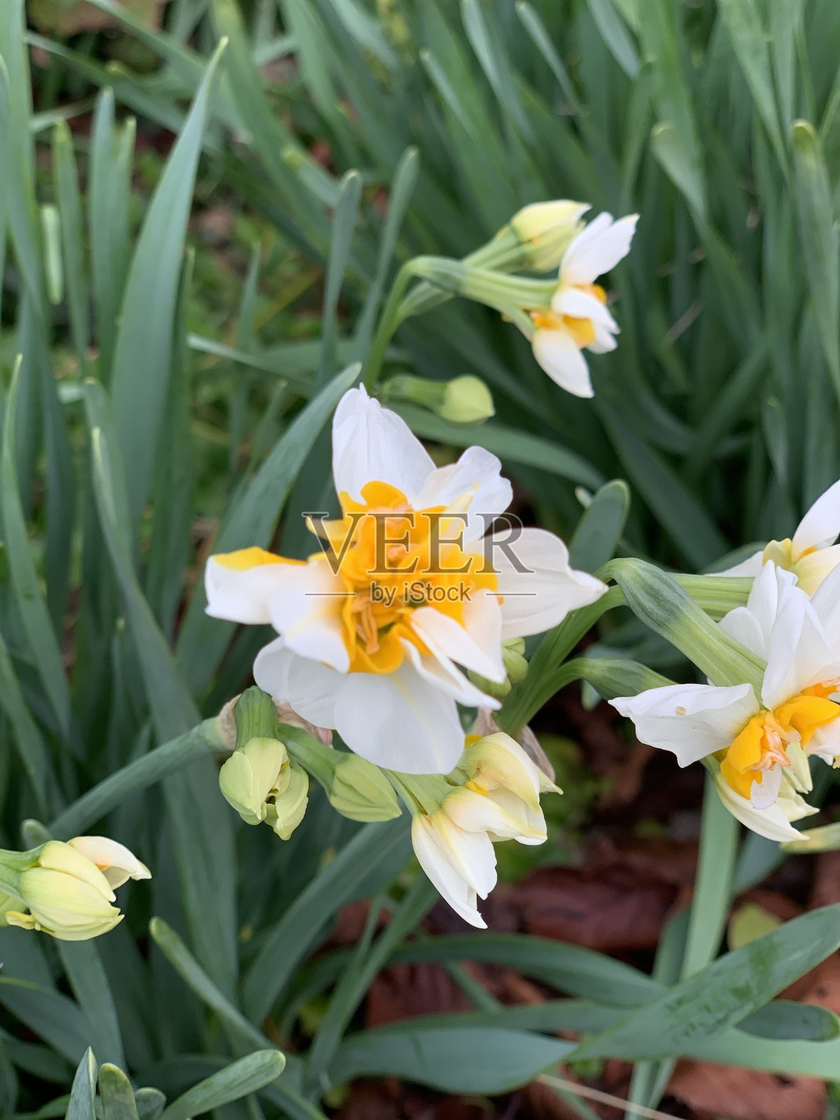 水仙花照片摄影图片