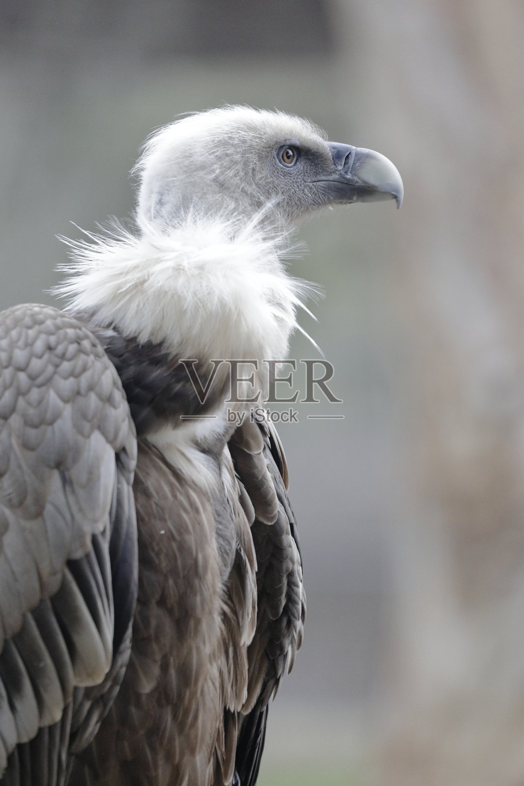 深思熟虑的照片摄影图片