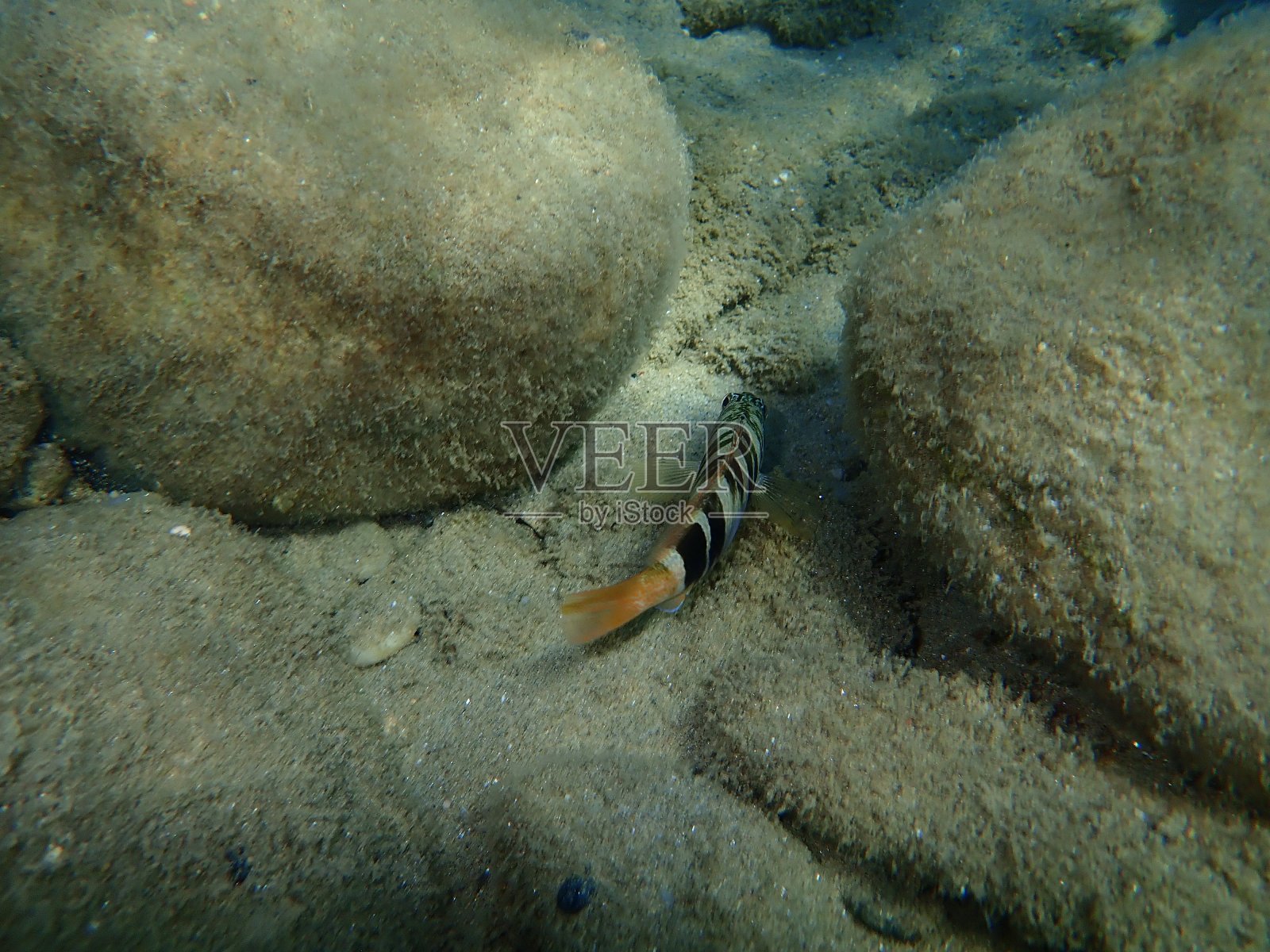 彩绘精梳机(Serranus scriba)照片摄影图片