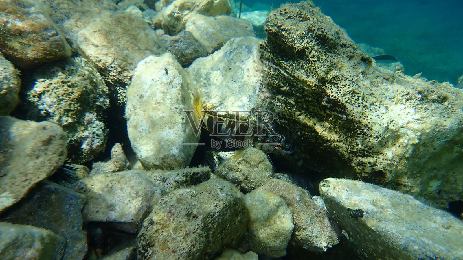 彩绘精梳机(Serranus scriba)照片摄影图片