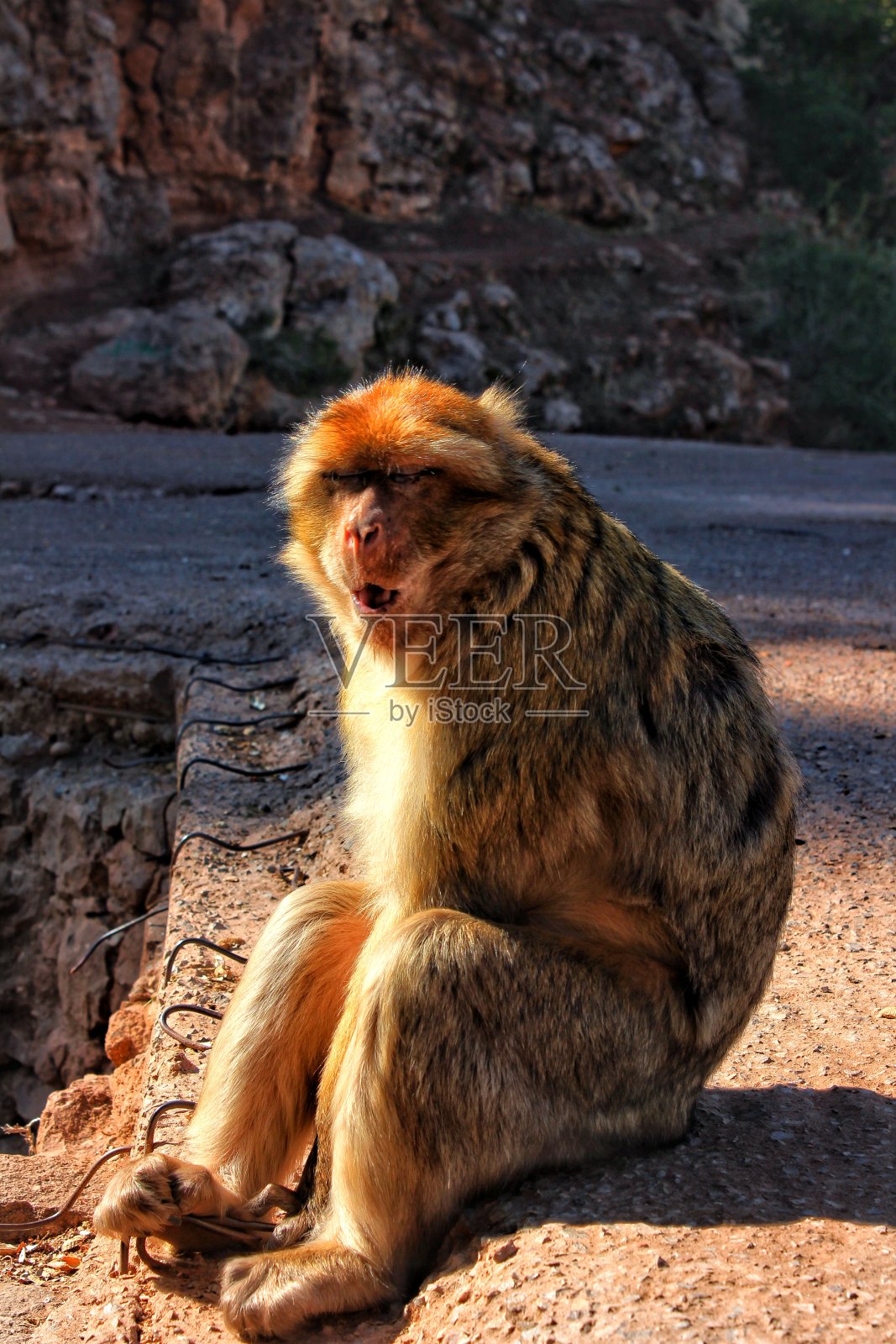 一只猴子照片摄影图片