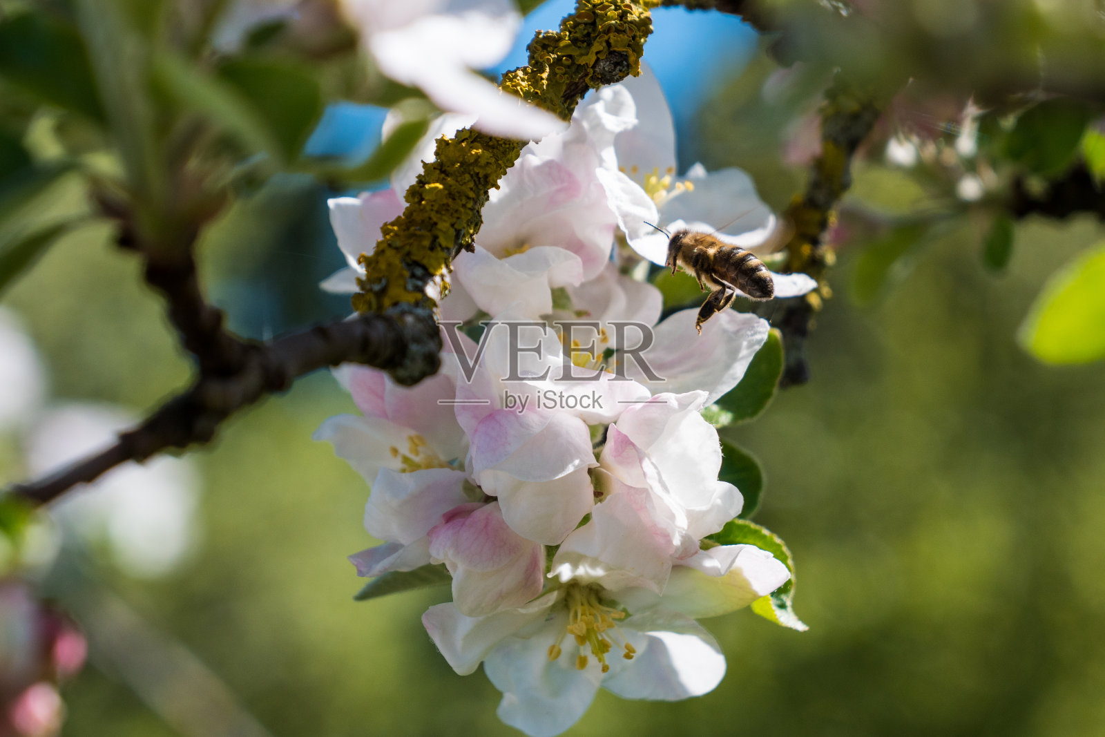 一只飞蜜蜂在樱花上照片摄影图片