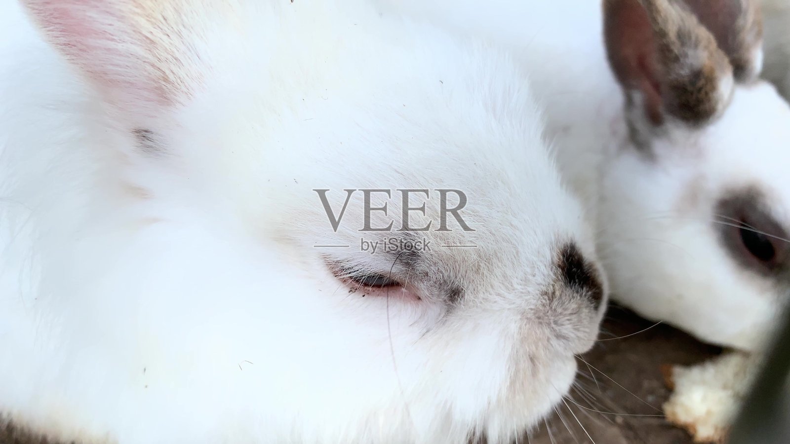 家养毛茸茸的白色和黑色斑点的农场兔子兔子在动物农场的笼子后面,家畜饲料动物生长在笼子里吃食物照片摄影图片