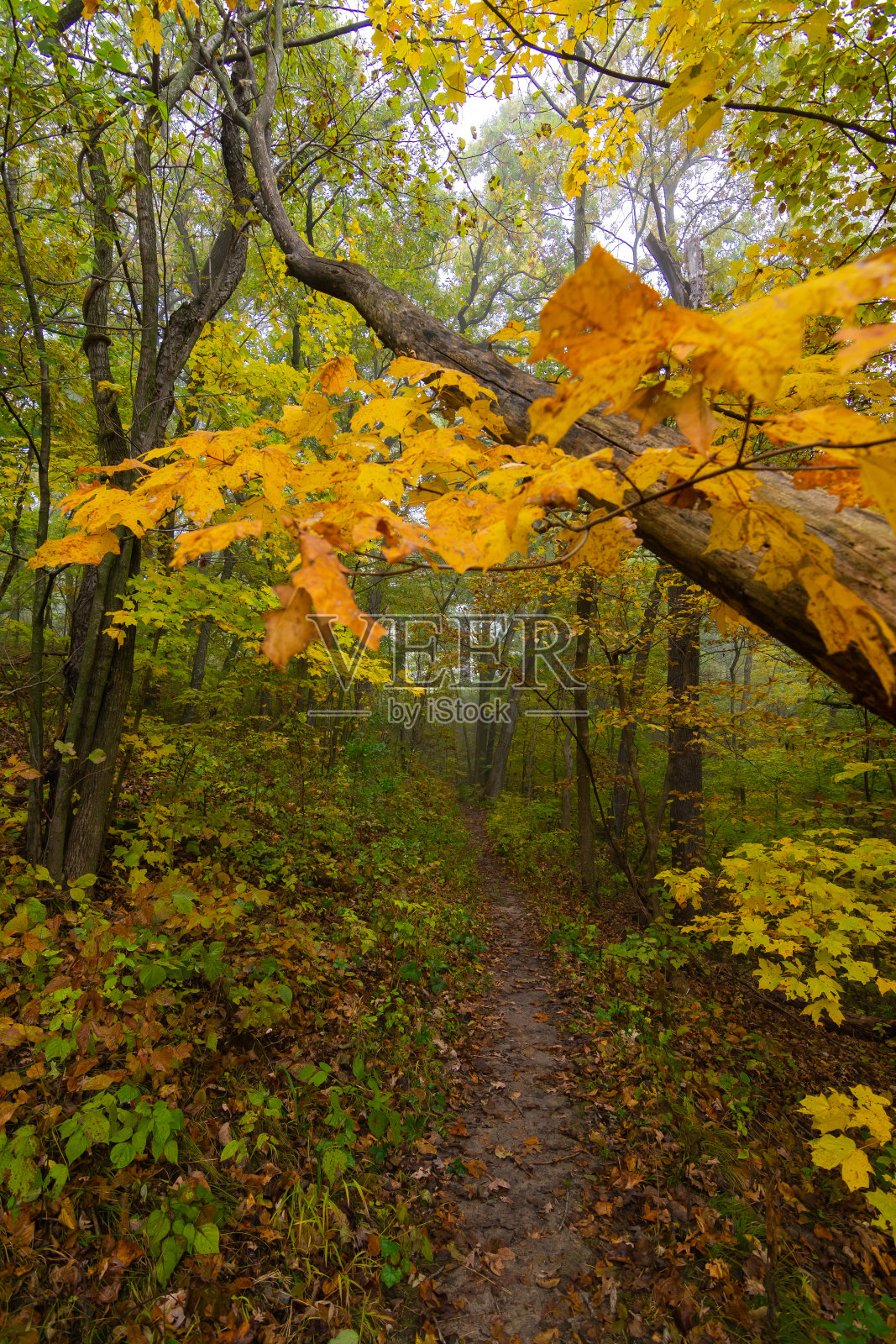小径在秋天照片摄影图片