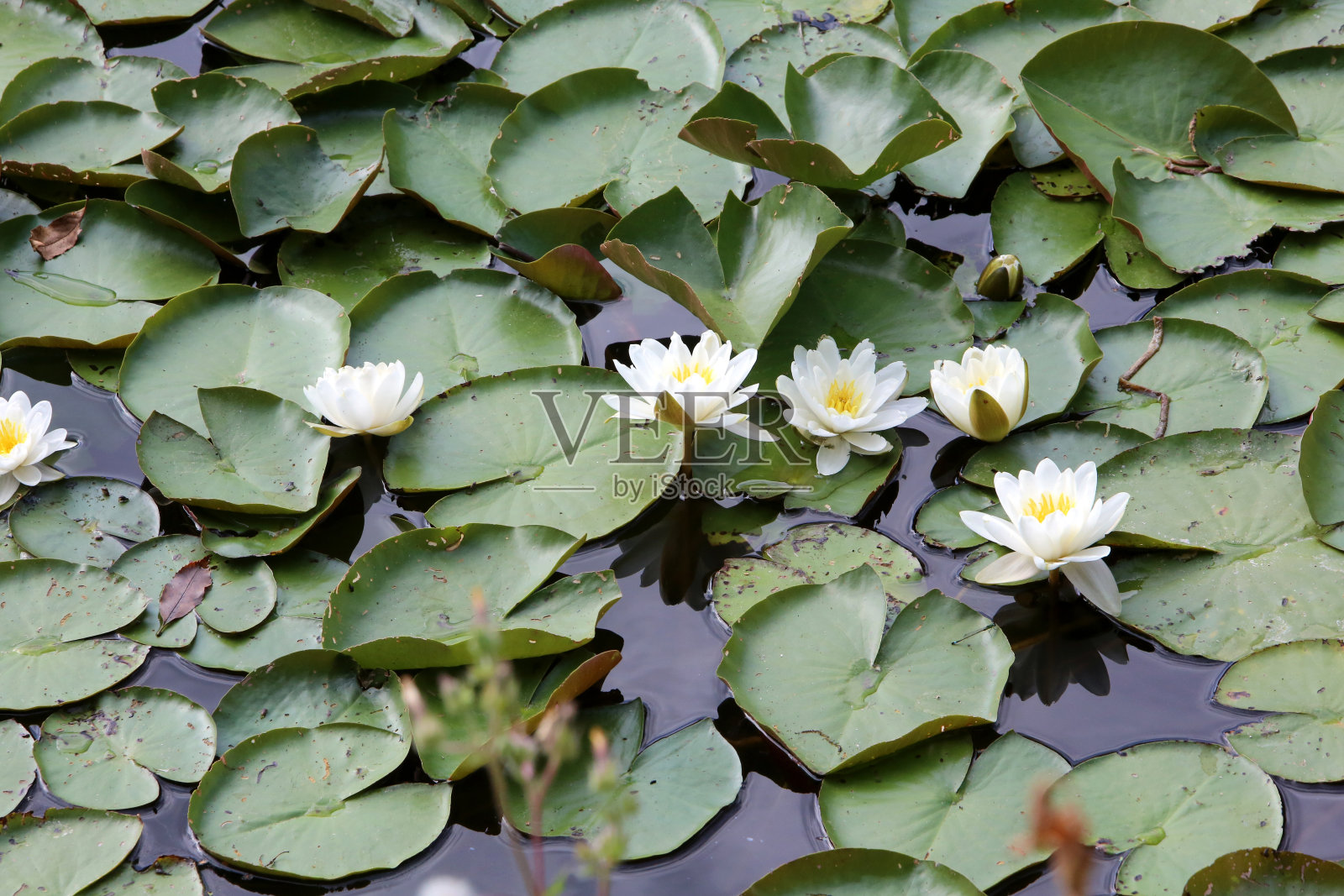 睡莲。池塘的美妙。城镇d 'Avray。Haut-de-Seine。法国。照片摄影图片