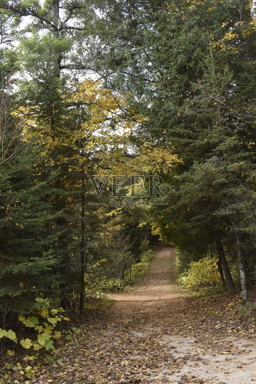 秋天的路径照片摄影图片