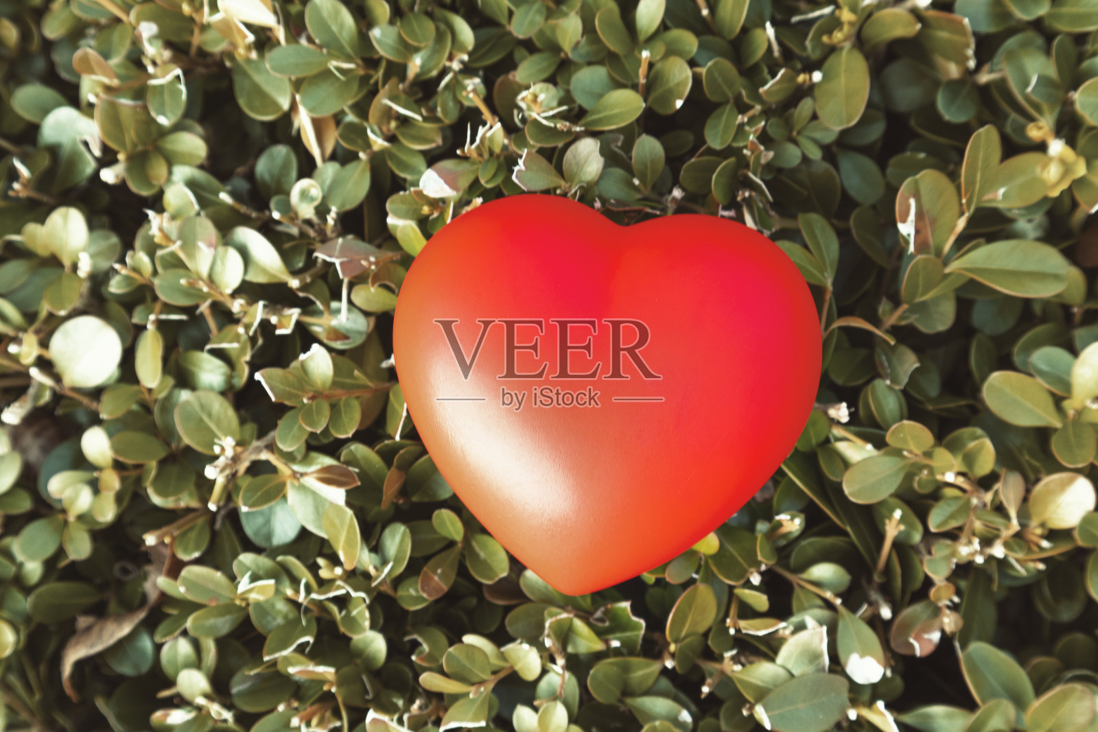 叶子上的红色心形照片摄影图片