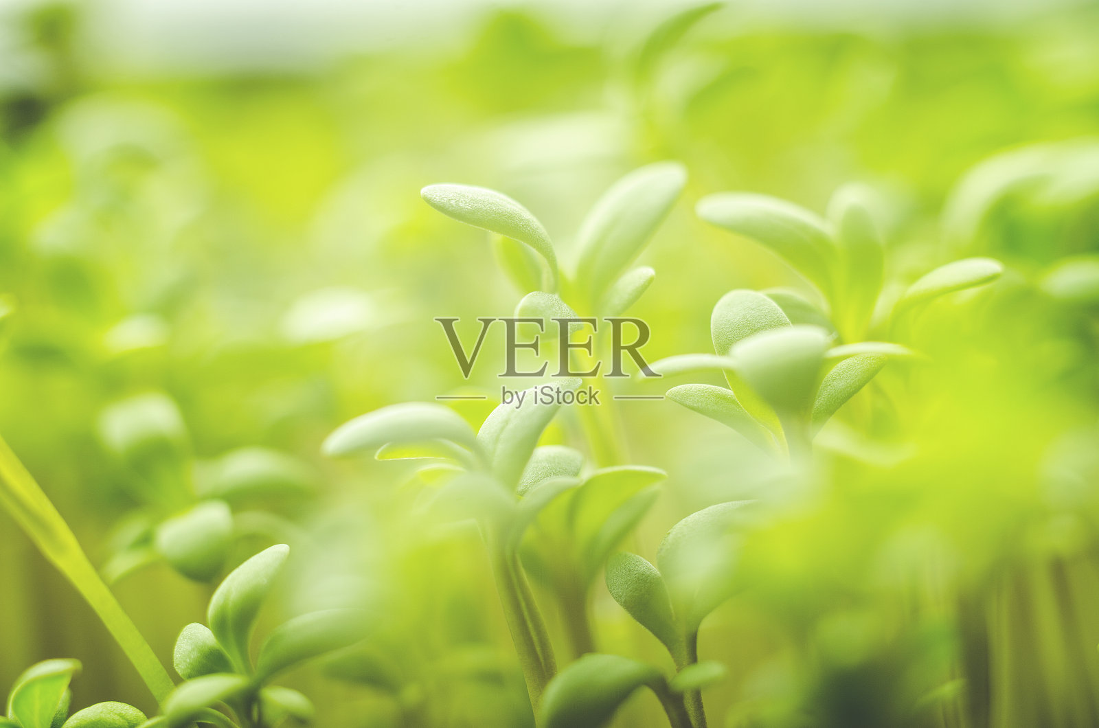 在明亮的阳光下,嫩绿的新鲜草叶子照片摄影图片