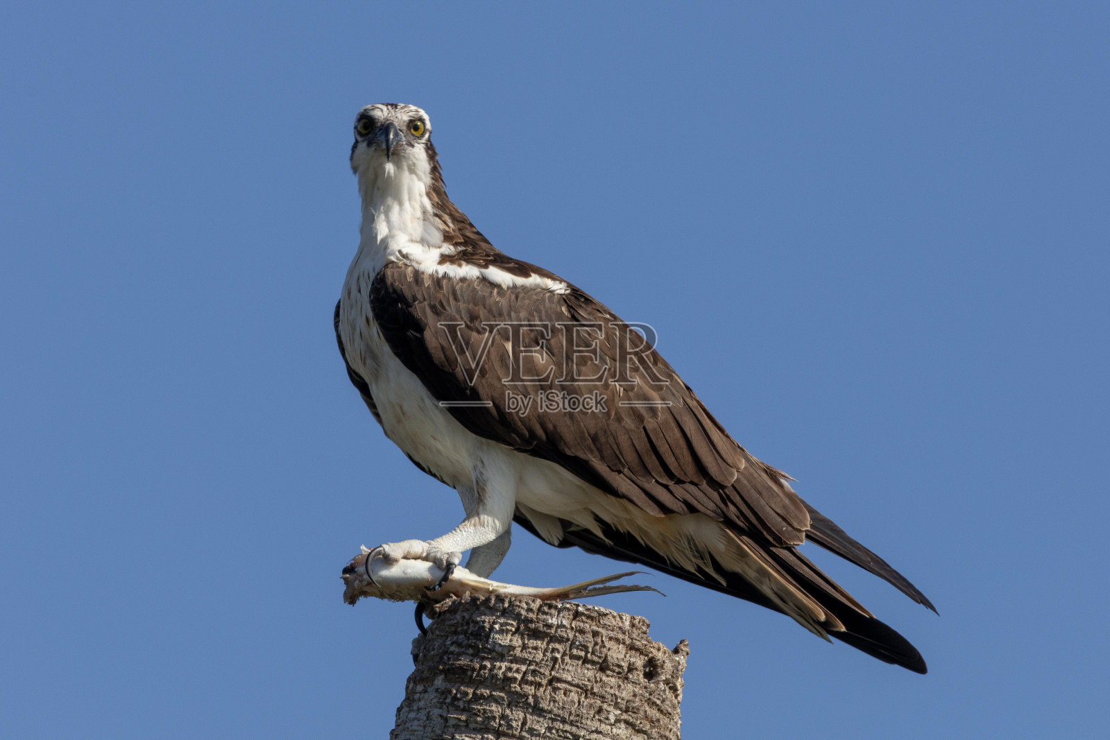 鱼鹰照片摄影图片