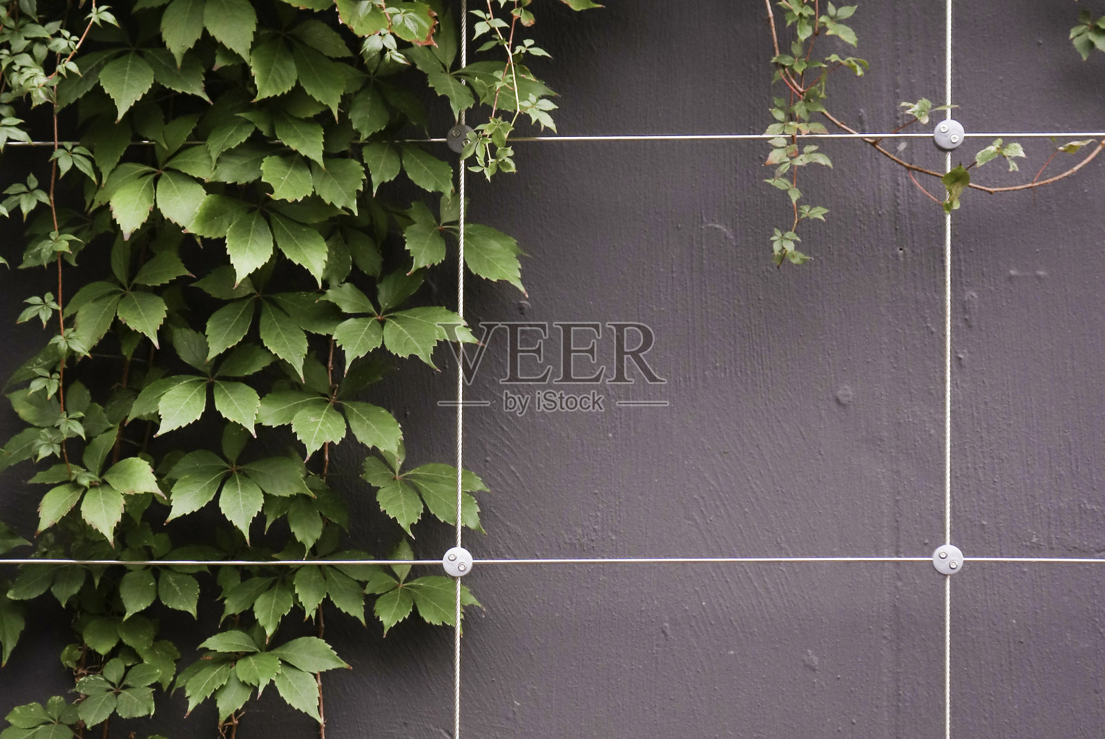 爬葡萄照片摄影图片