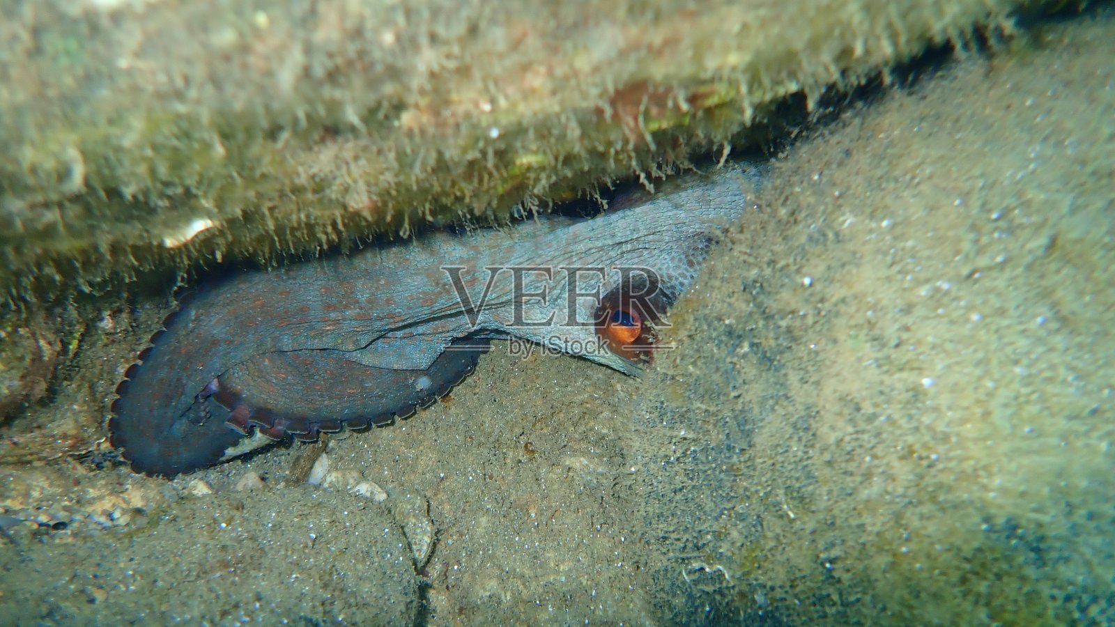 普通章鱼(octopus vulgaris)照片摄影图片