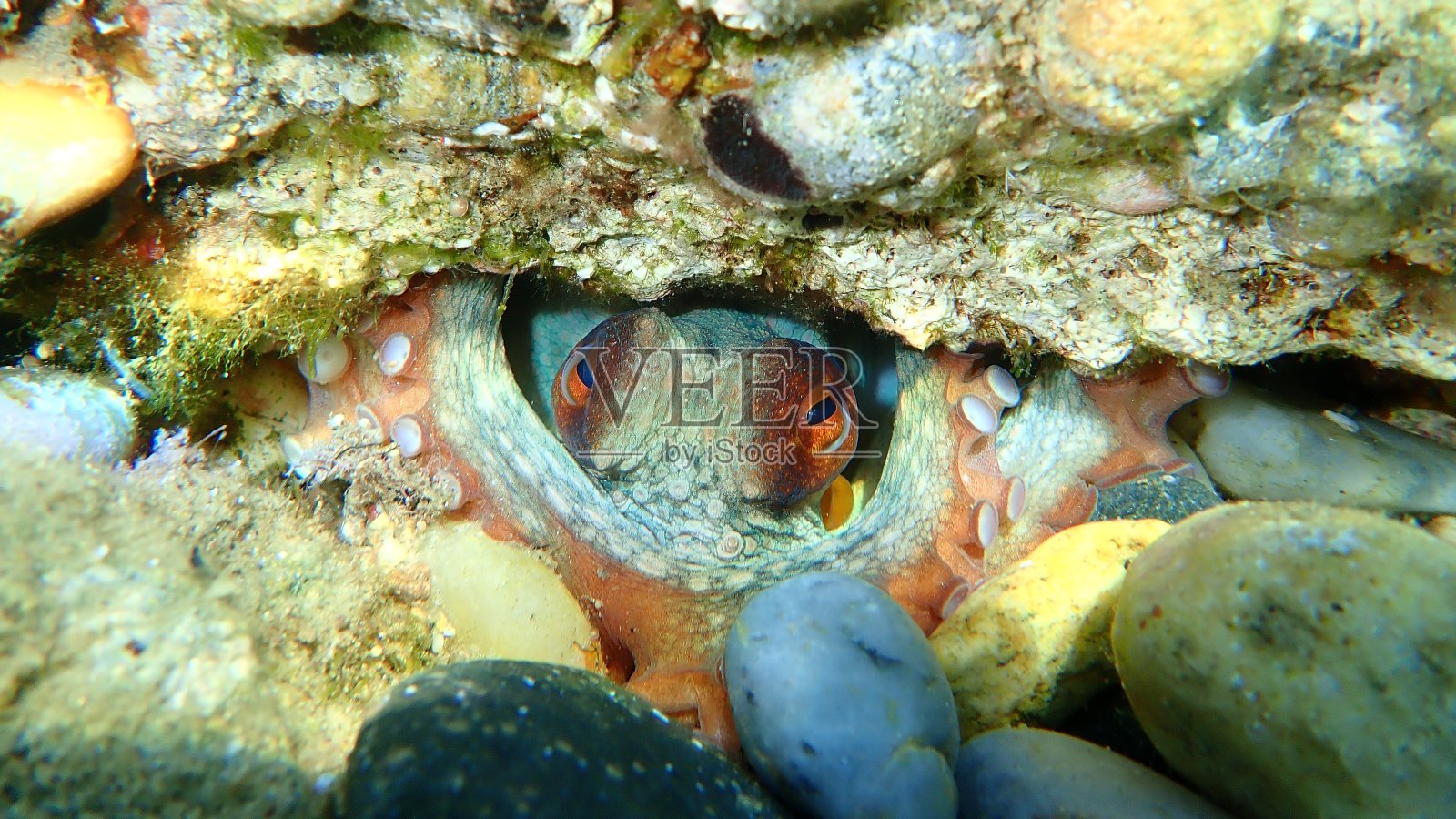 普通章鱼(octopus vulgaris)照片摄影图片