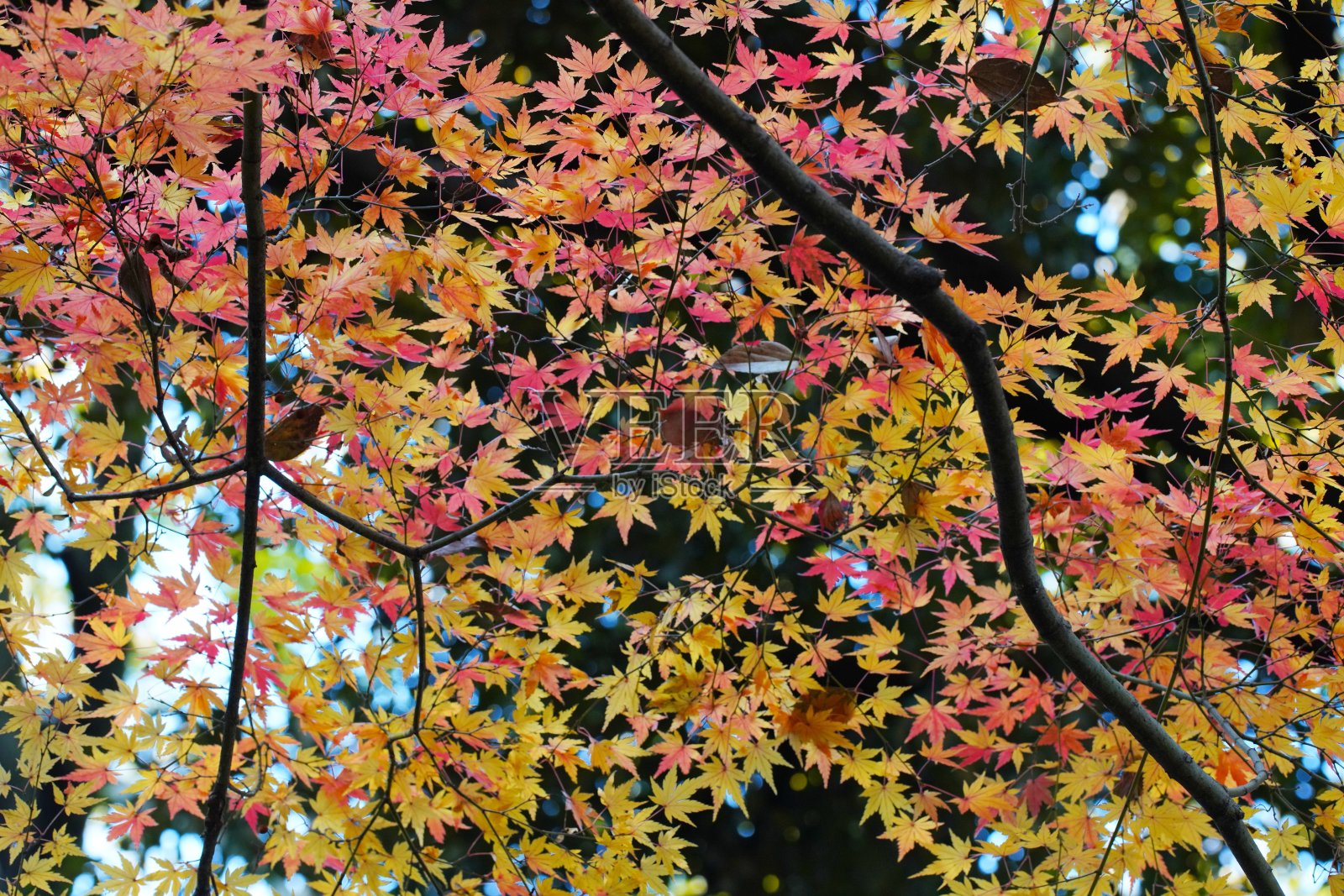 日本花园中美丽的秋景照片摄影图片