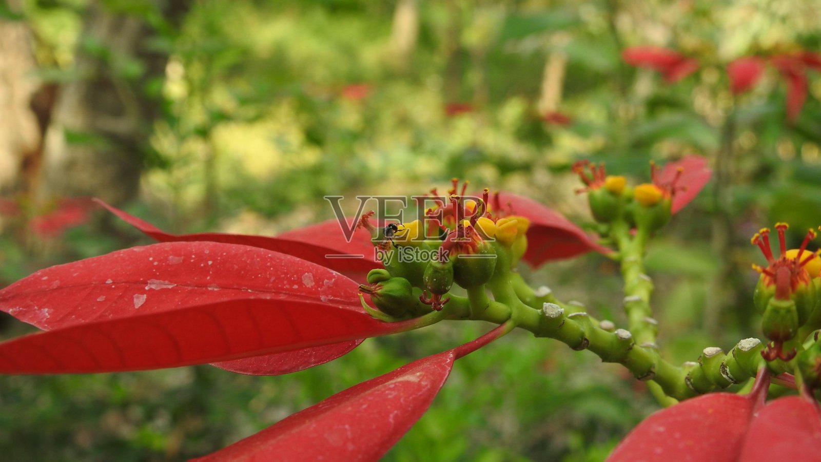 红花背景园,山水红叶。秋天的叶子孤立在绿色的背景,水彩的叶子和浆果在红色,黄色和红色的叶子在花园里,收集美丽照片摄影图片