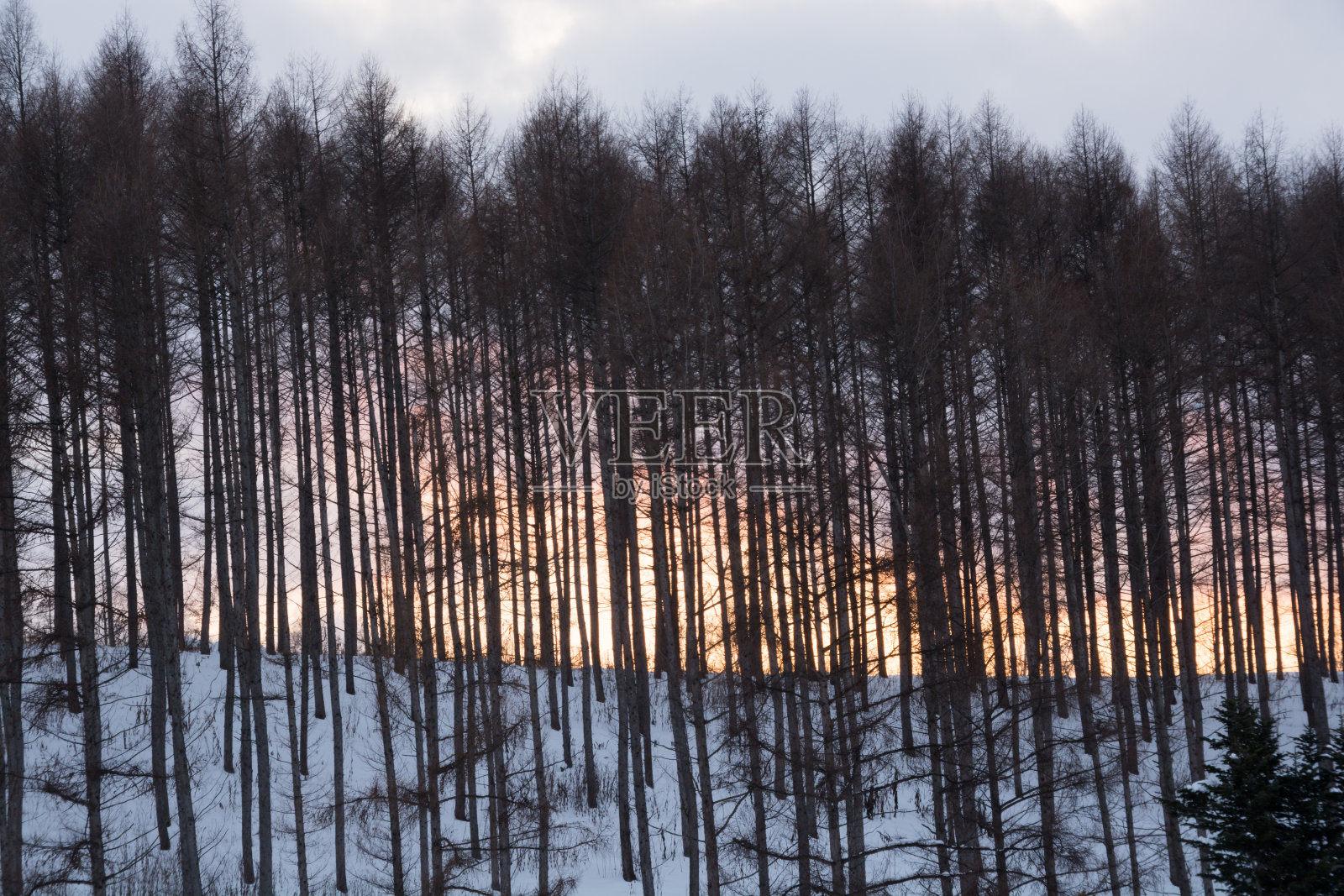冬季日落天空和落叶松森林照片摄影图片