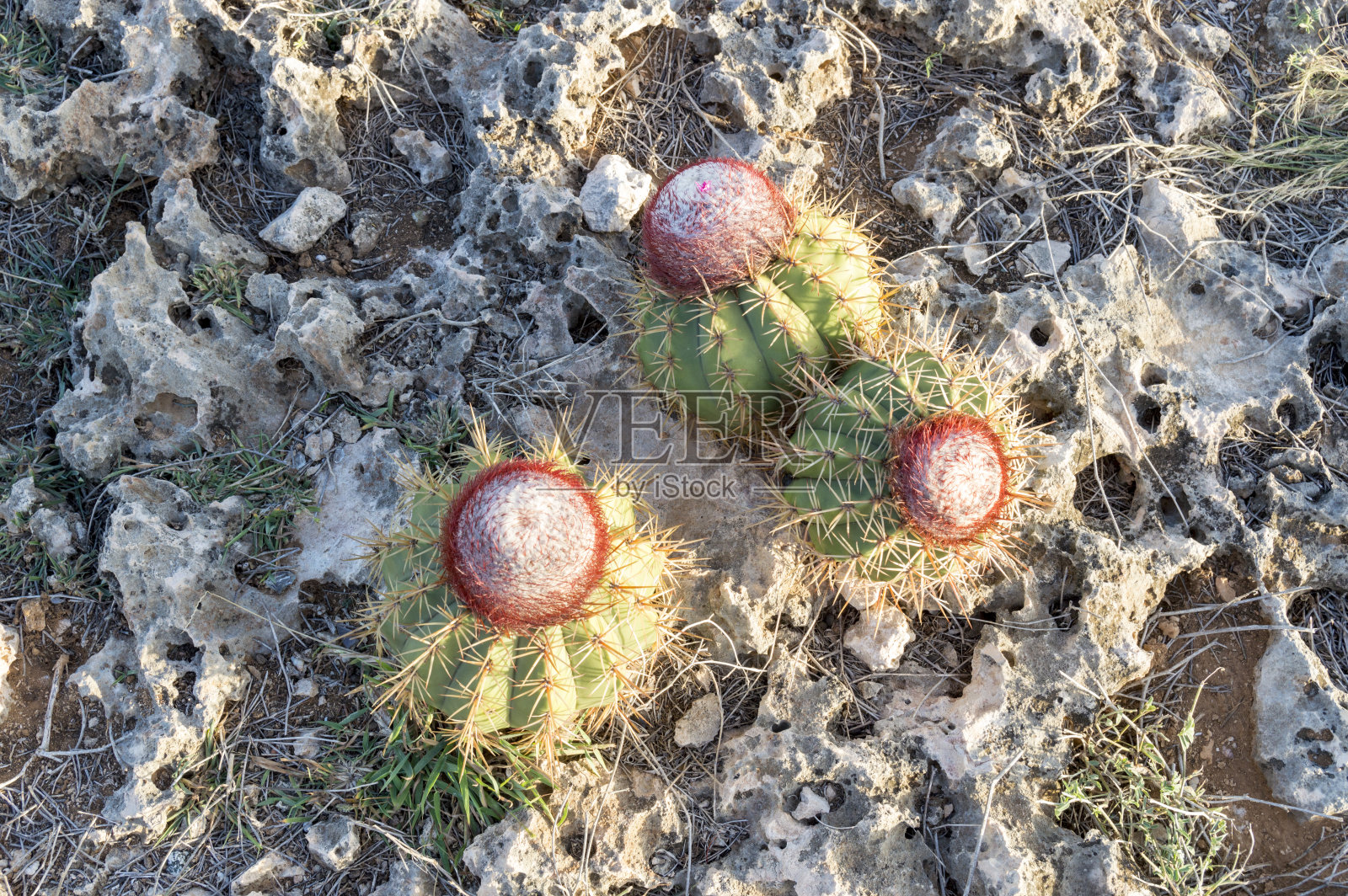 仙人掌肉质植物生长在阿鲁巴的自上而下视图照片摄影图片