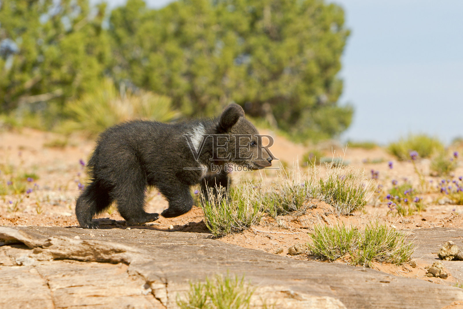 灰熊照片摄影图片