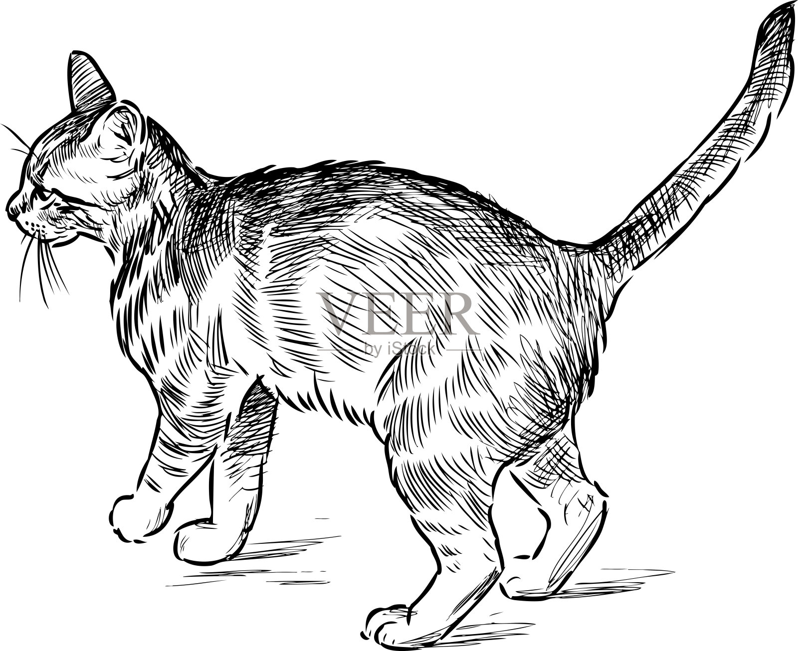 家养小猫的素描插画图片素材