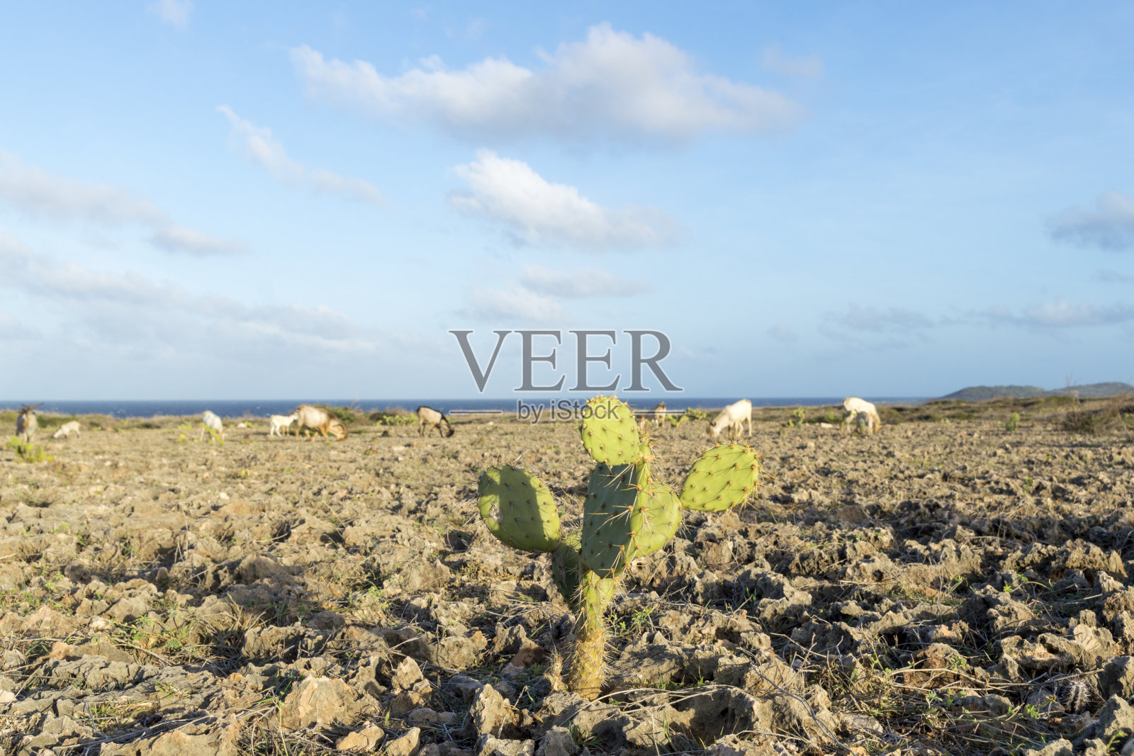 阿鲁巴岛北端的野山羊照片摄影图片