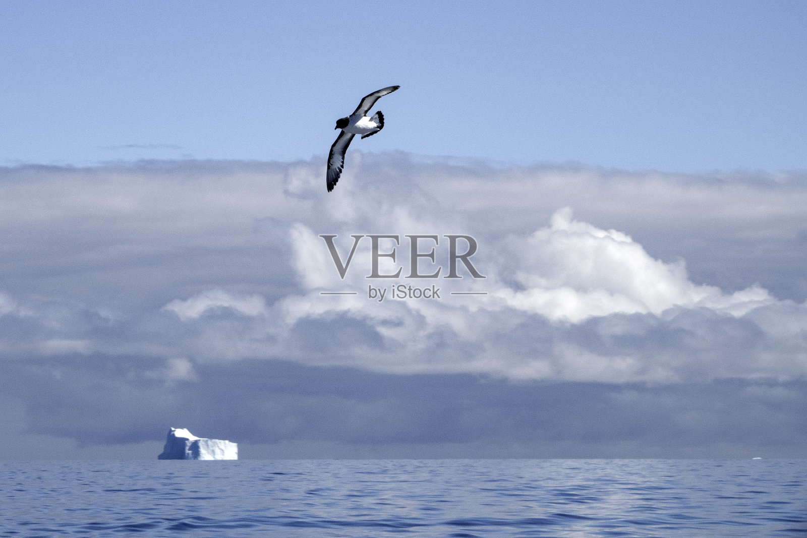 飞行中的南极海燕照片摄影图片