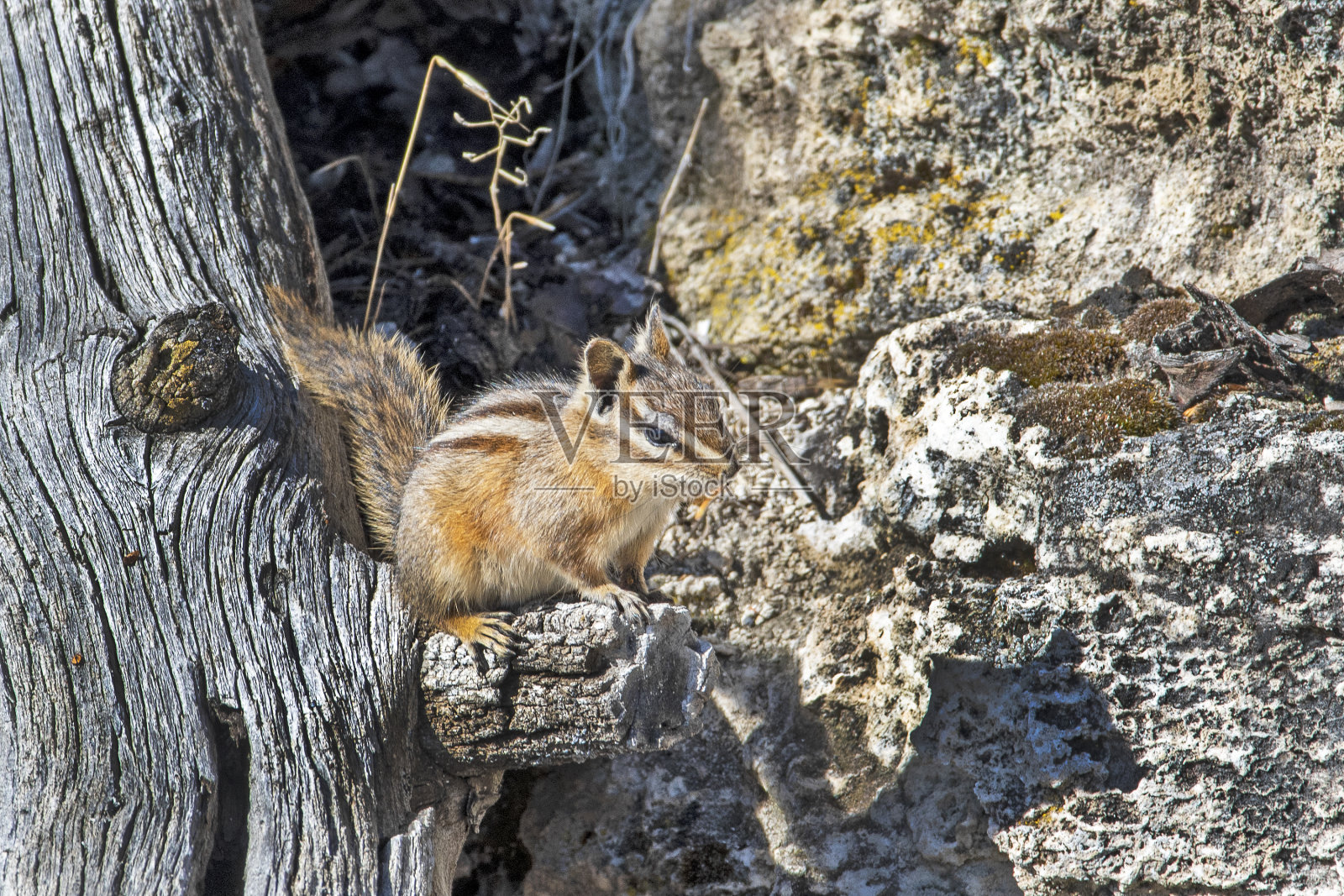 最少的花栗鼠,塔米亚斯迷你照片摄影图片